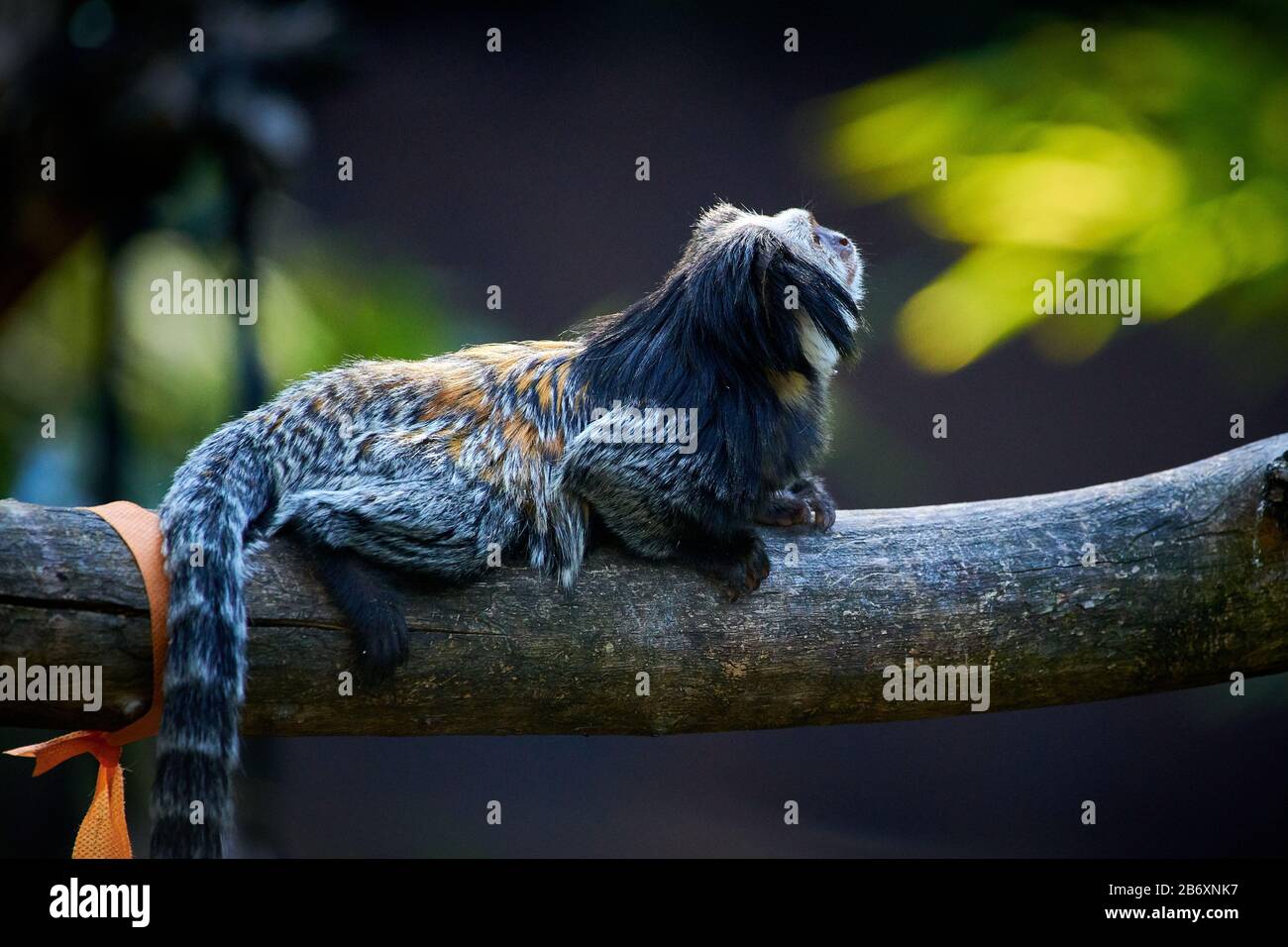 Marmoset a testa bianca (Callithrix geoffroyi) Foto Stock