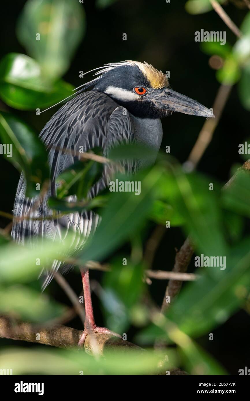 Airone notte coronato giallo. Nyctanassa violacea in un cespuglio Foto Stock