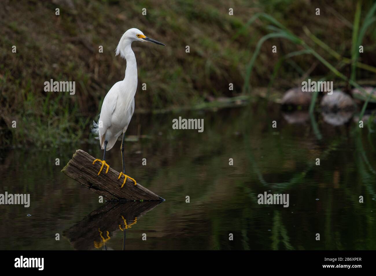 Snowy Egret (Egretta thula) è un uccello completamente bianco con gambe nere e dita giallo cosce e una fattura nera Foto Stock
