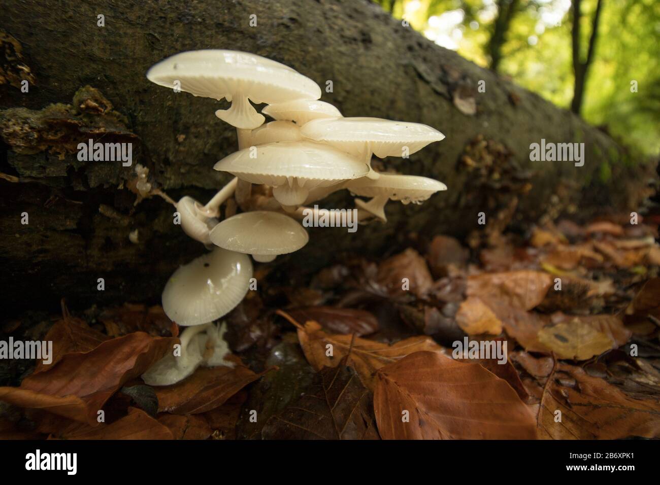Fungo di porcellana (Oudemansiella mucida) su tronco di decomposizione. Surrey, Regno Unito. Foto Stock