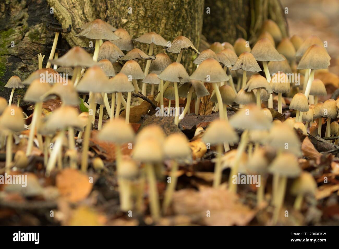 Funghi del cofano alla base dell'albero. Surrey, Regno Unito. Foto Stock