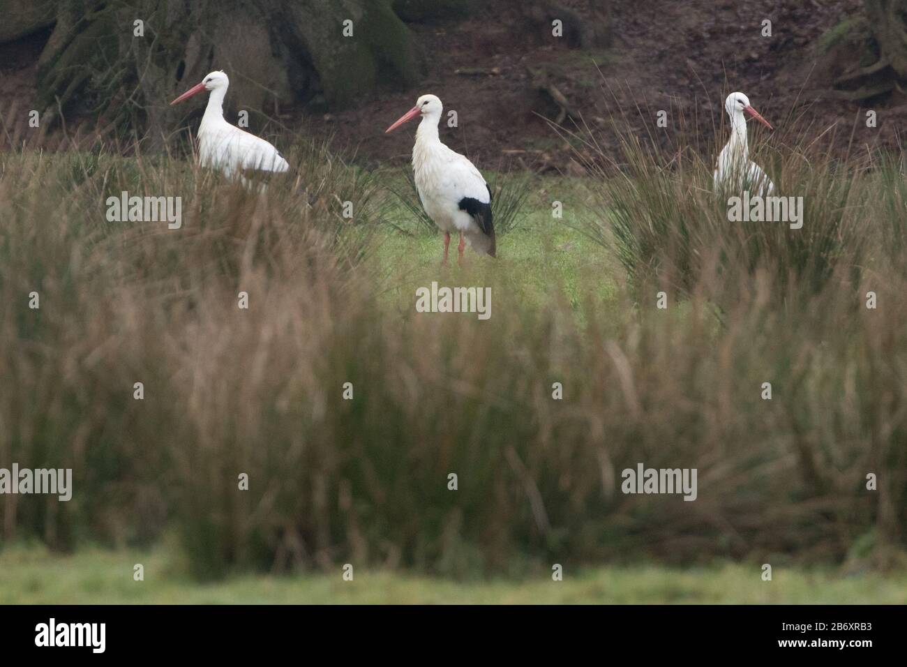 Cicogna bianca (Ciconia ciconia) caccia di cibo nelle zone umide. Sussex, Regno Unito. Foto Stock