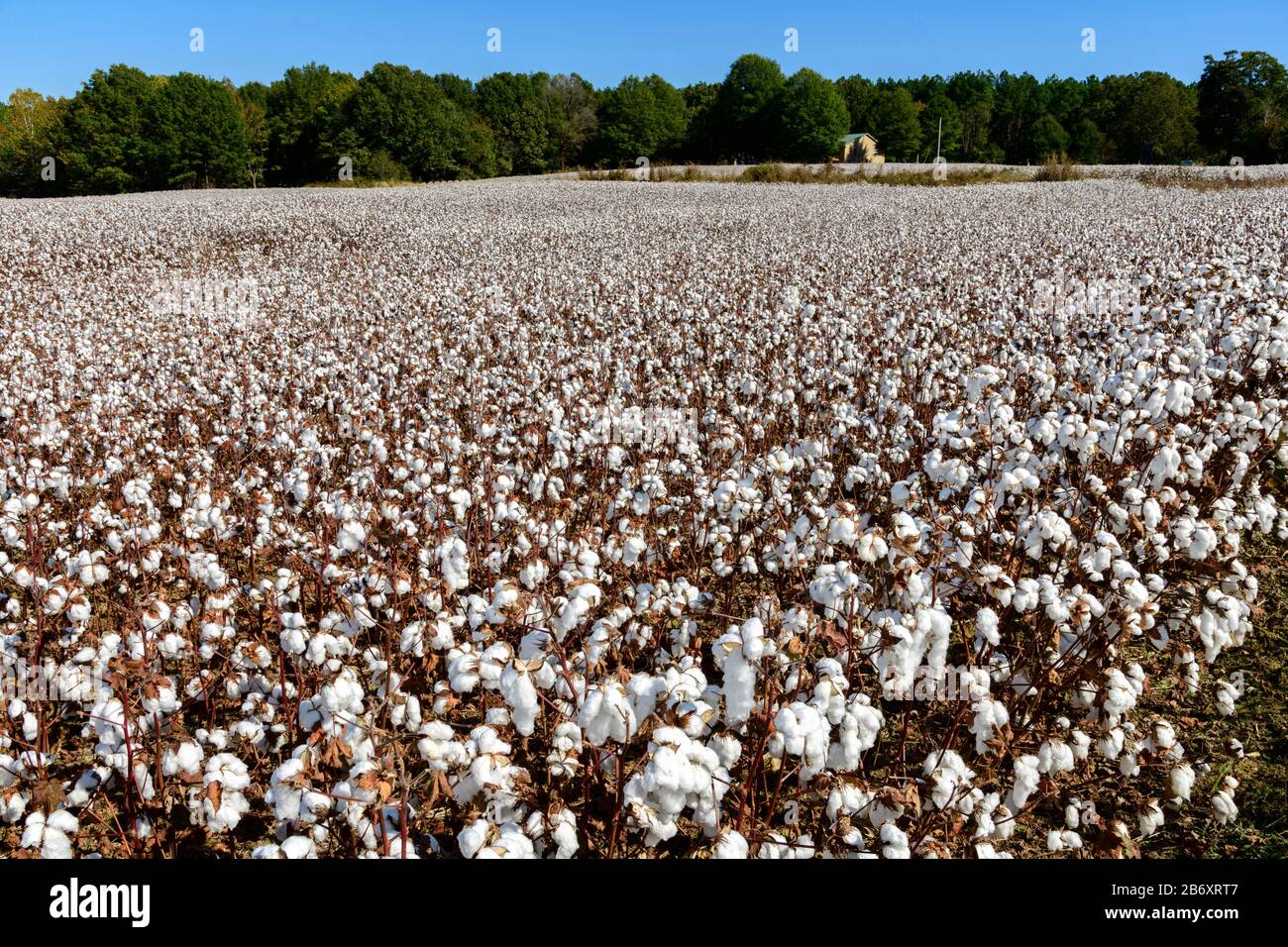 USA, Road Trip, Tennessee, Cotten Field nel Tennessee orientale *** Local Caption *** Nord America, USA, Stati Uniti, Tennesse, Road Trip, cotone, fi Foto Stock