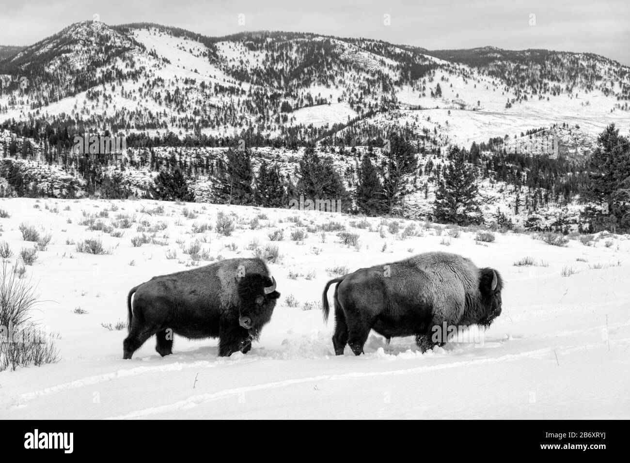USA, Montagne Rocciose, Wyoming, Parco Nazionale di Yellowstone, UNESCO, Patrimonio dell'Umanità, bisonte, tori di oli in inverno Foto Stock