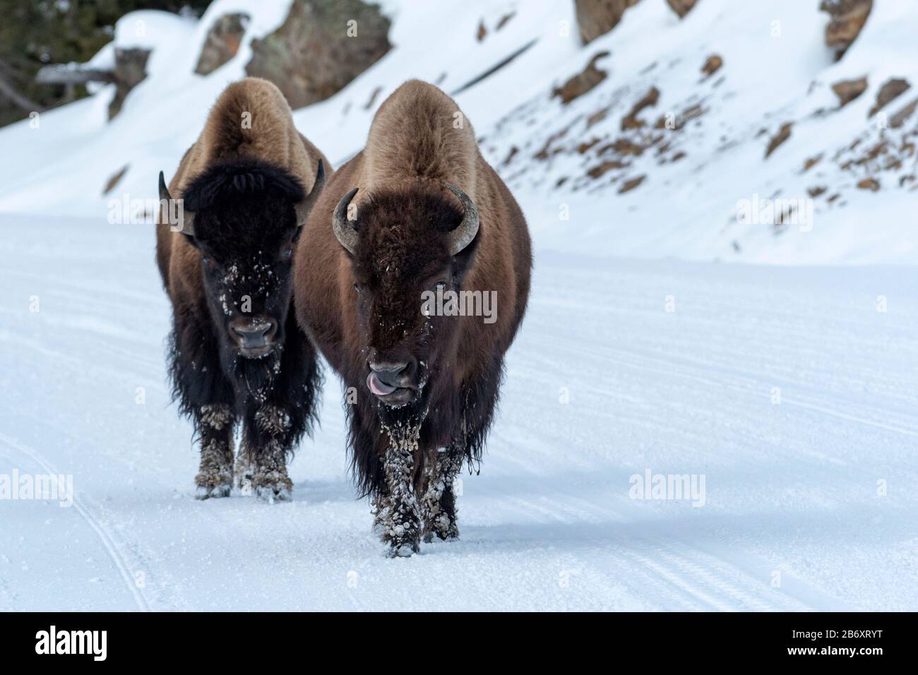 USA, Montagne Rocciose, Wyoming, Parco Nazionale di Yellowstone, UNESCO, Patrimonio dell'Umanità, Bison su strada in inverno Foto Stock