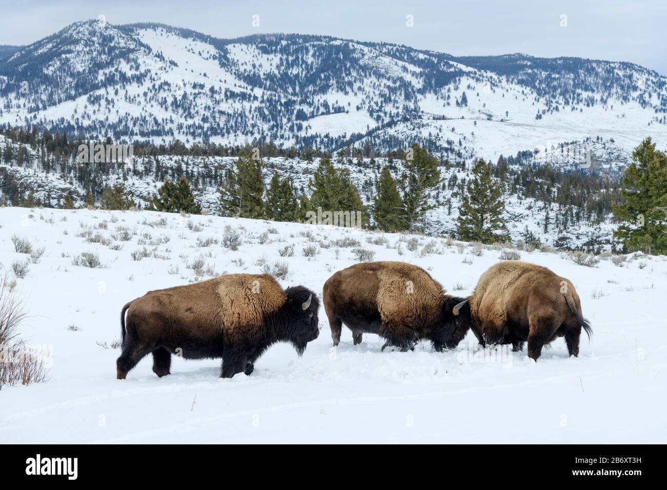 USA, Montagne Rocciose, Wyoming, Parco Nazionale di Yellowstone, UNESCO, Patrimonio dell'Umanità, Bison nella valle di Lamar Foto Stock