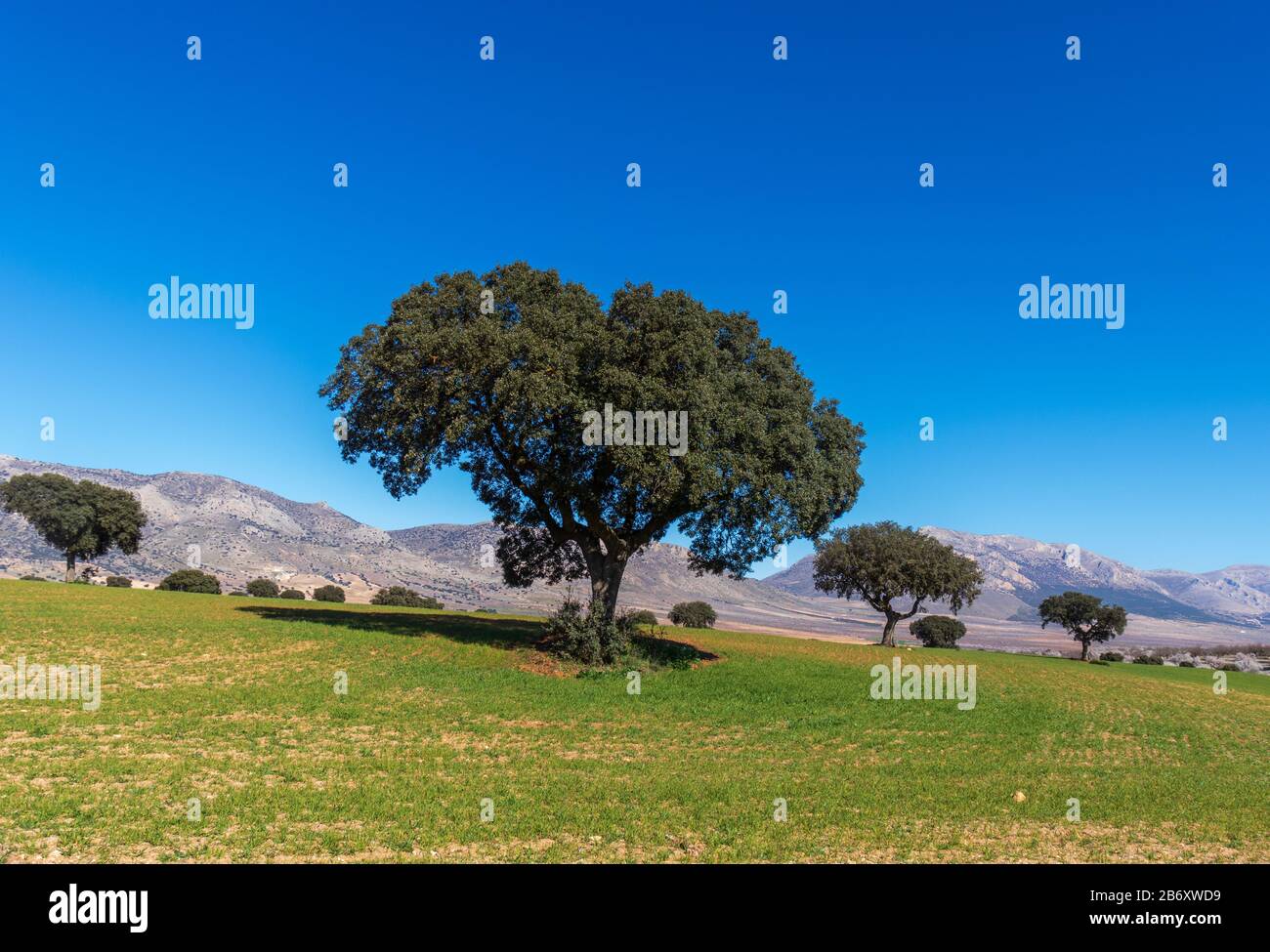 Spagnolo Alberi Di Quercia In Un Prato, Andalusia Paesaggio Spagna Foto Stock