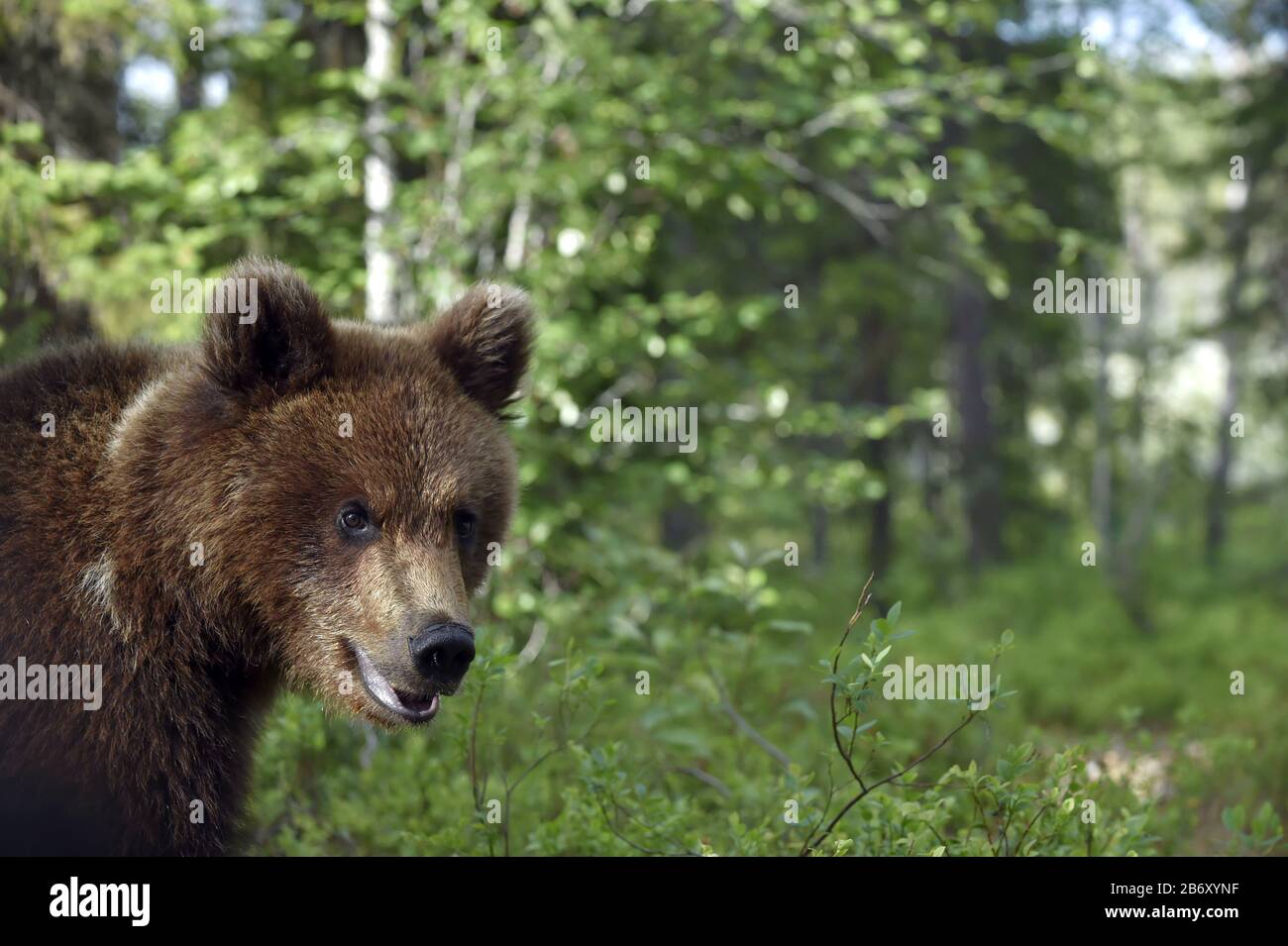 Cucciolo di orso bruno nella foresta estiva. Habitat naturale. Nome scientifico: Ursus arctos. Foto Stock
