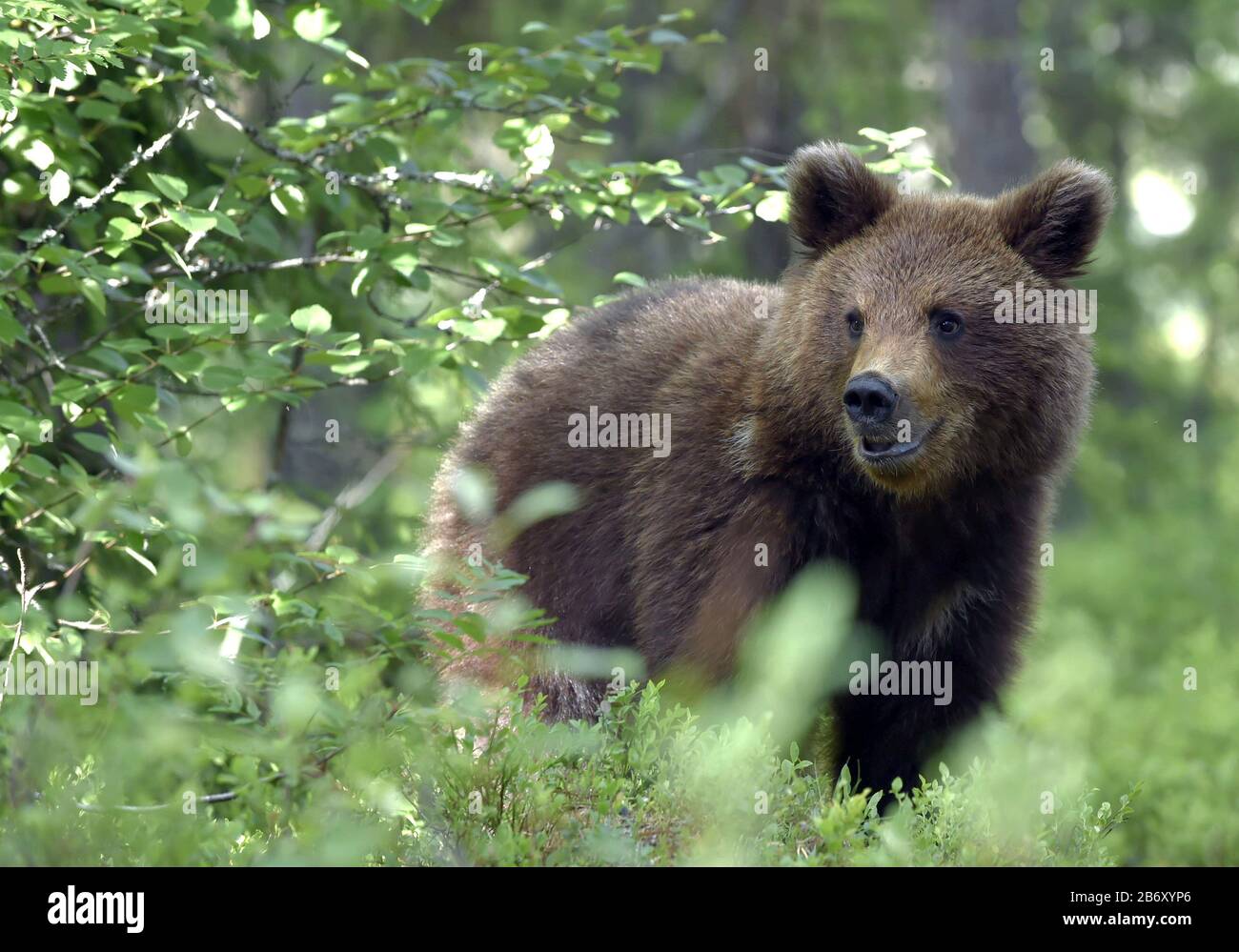 Cucciolo di orso bruno nella foresta estiva. Habitat naturale. Nome scientifico: Ursus arctos. Foto Stock