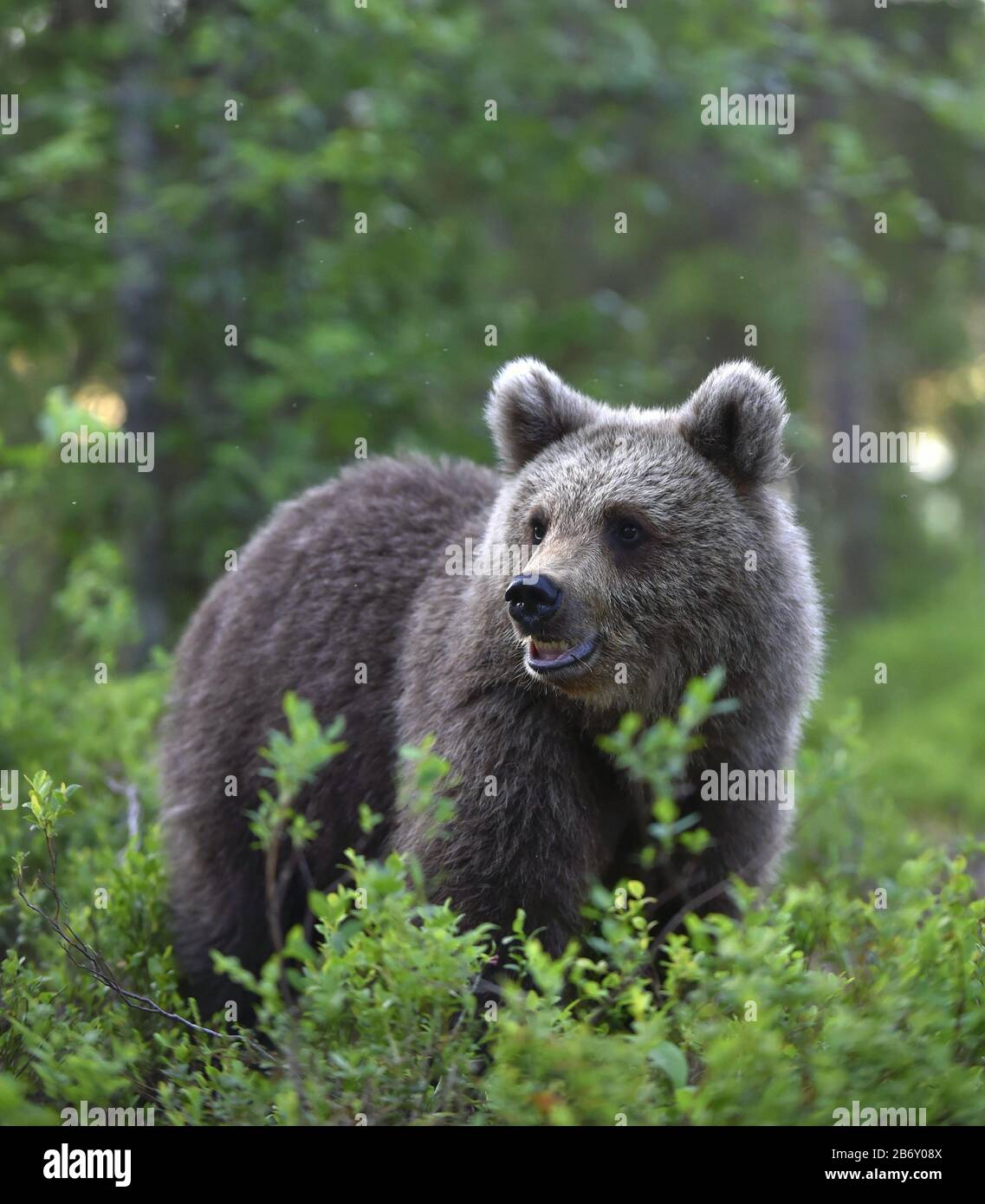 Cucciolo di orso bruno nella foresta estiva. Habitat naturale. Nome scientifico: Ursus arctos. Foto Stock