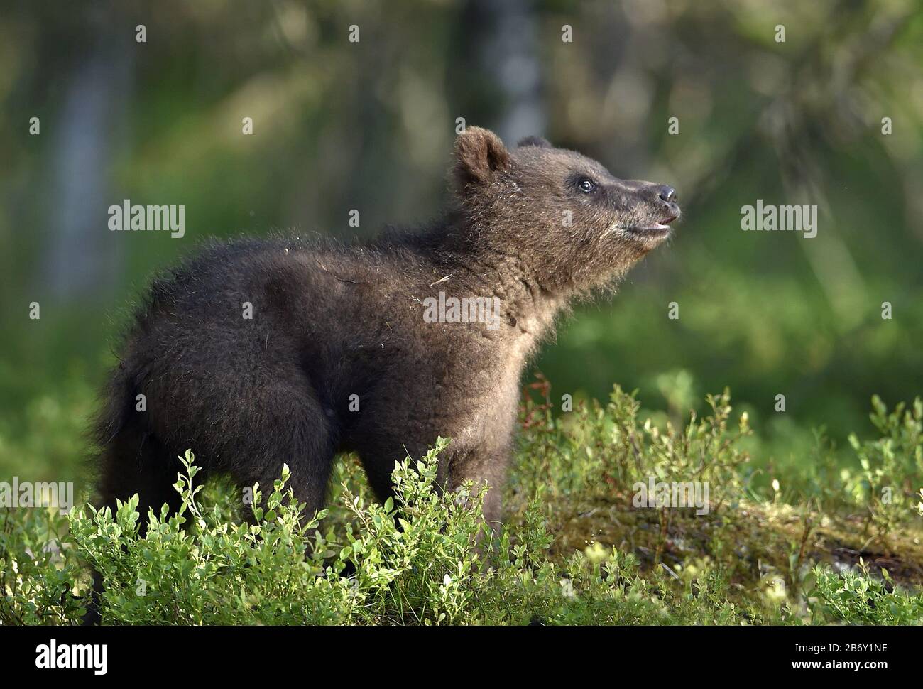 Cucciolo di orso bruno nella foresta estiva. Habitat naturale. Nome scientifico: Ursus arctos. Foto Stock