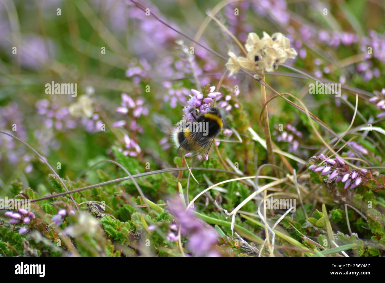 Bumblebee dalla coda bianca duro al lavoro Foto Stock