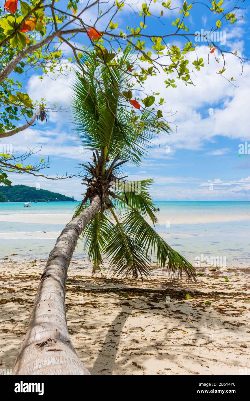 Una bella palma inclinata su una spiaggia nell'isola di Mahe, Seychelles. Foto Stock