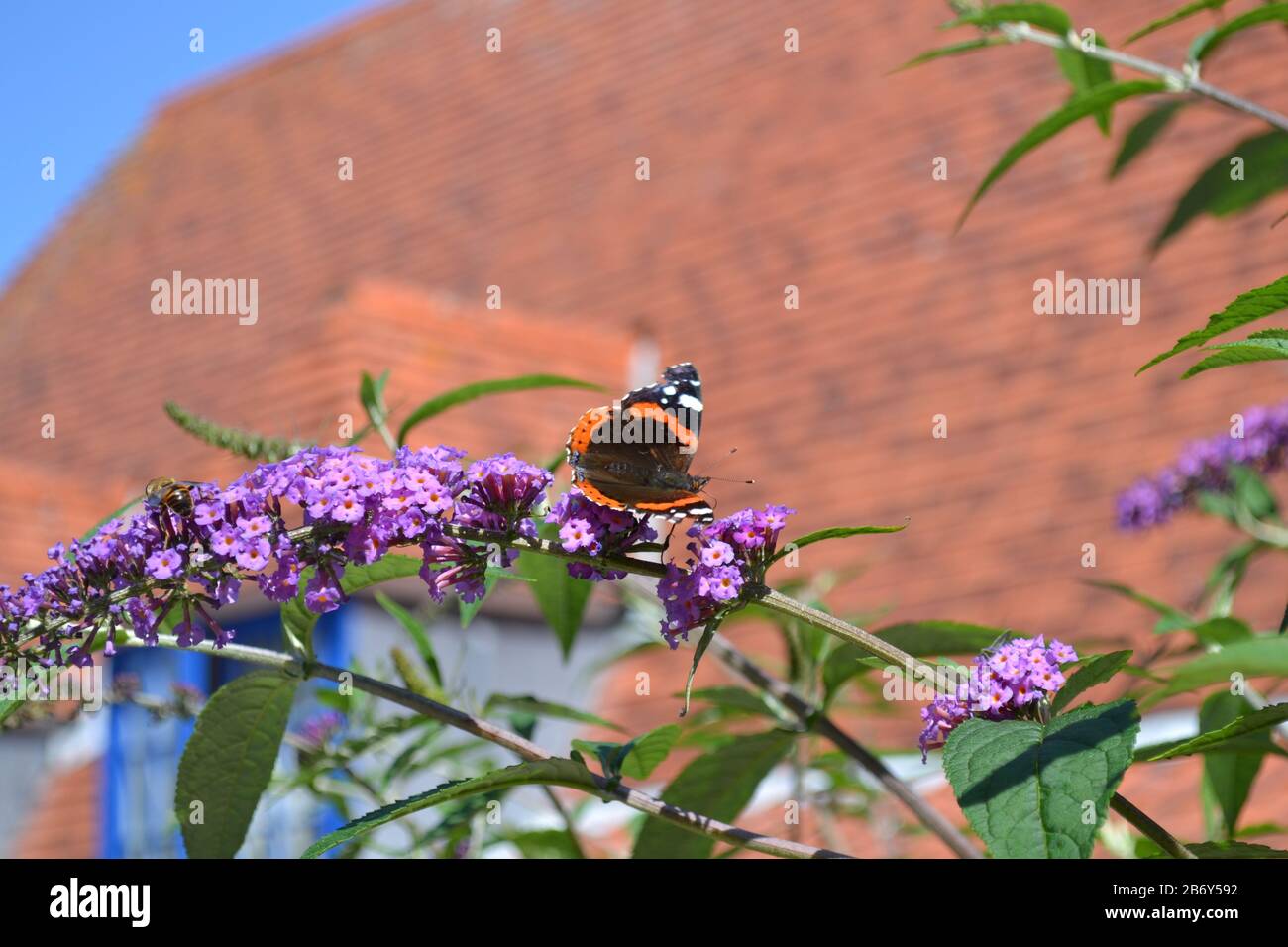 Ammiraglio rosso su una Buddleia (Butterfly Bush) Foto Stock