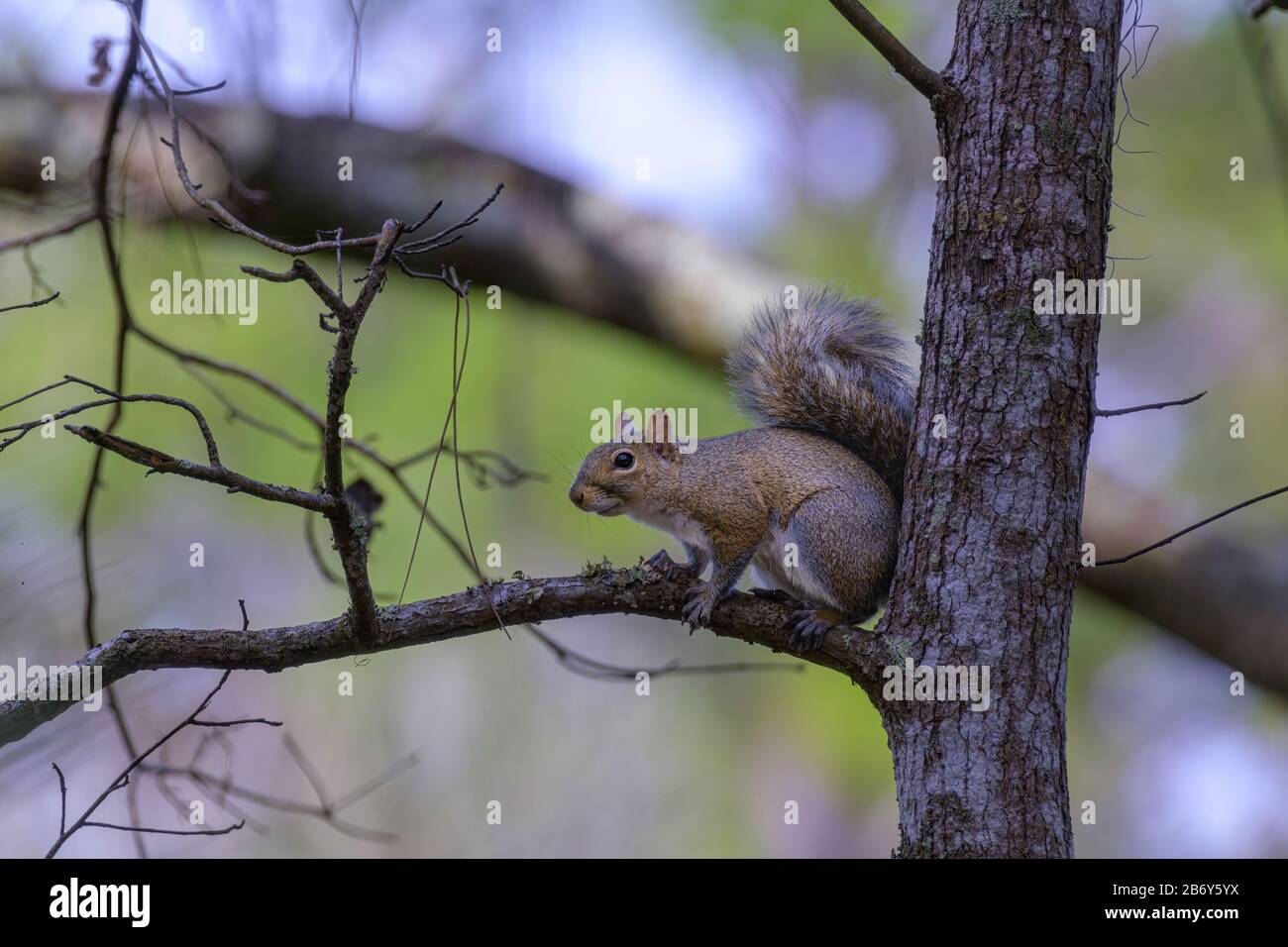 Piccolo scoiattolo grigio archiato su un lembo di quercia Foto Stock