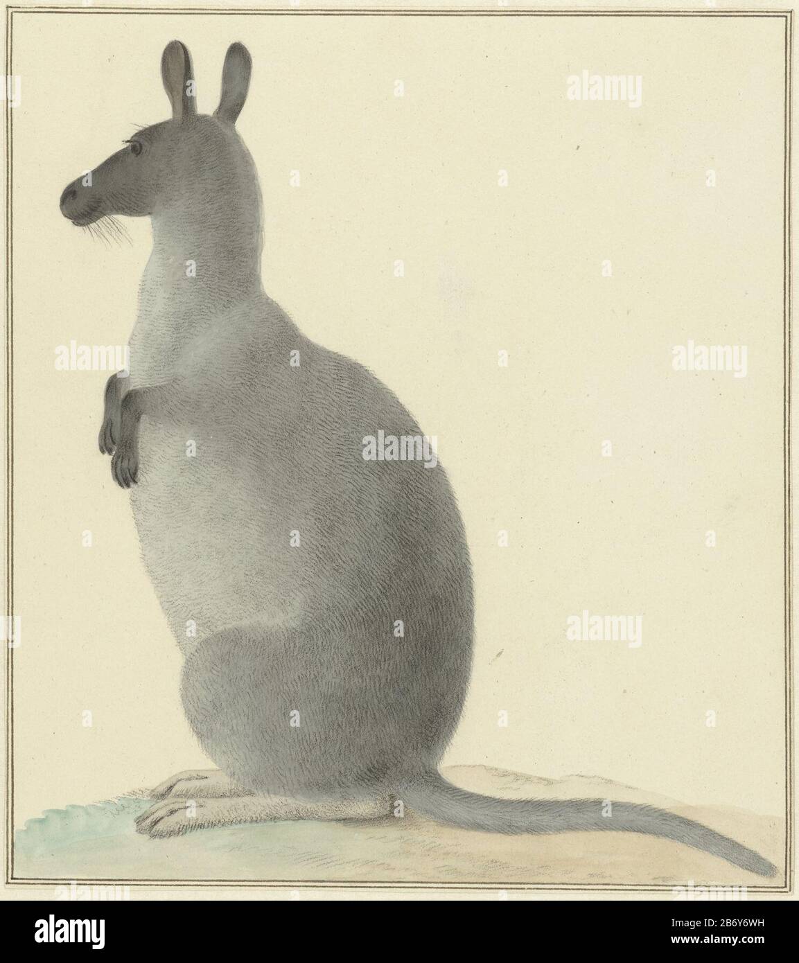 Kangoeroe Kangaroo Oggetto tipo: Disegno acquerello oggetto numero: RP-T-1948-719 Produttore : disegnatore: Isaac of Haastert datazione: 1763 - 1834 caratteristiche Fisiche: Acquerello, gesso nero materiale: Carta acquerello Tecnica: Dimensioni spazzola: H 237 mm × W 211 mm Soggetto: Altri mammiferi (CON NOME) Foto Stock