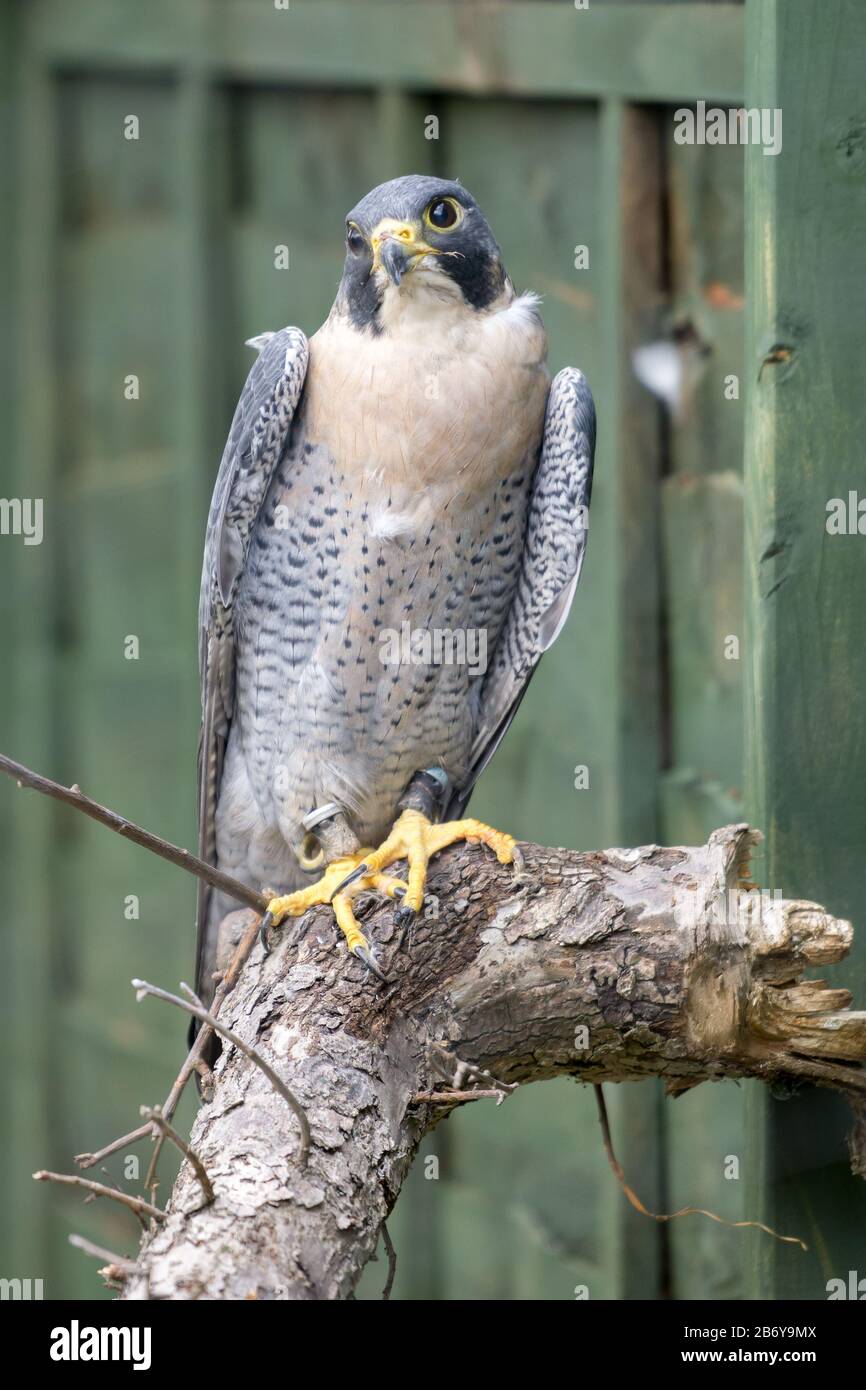 Falco perigrino (Falco perigrinus) perching su un albero morto Foto Stock