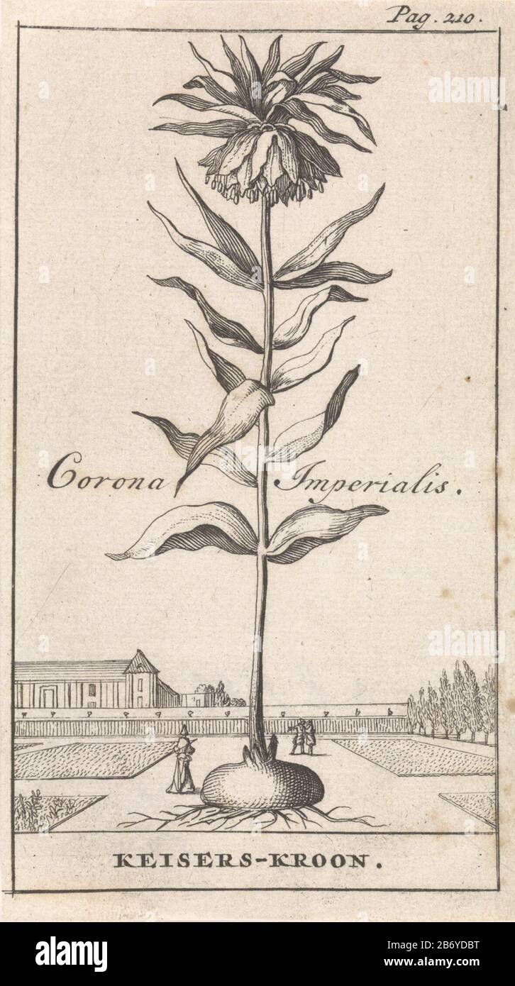 Keizerskroon Corona Imperialis Keisers-kroon (titel op Object) Stampa a destra etichettato: Pag. 210. Produttore : printmaker: Caspar Luyken Editore: Jan Claesz ten Hoor luogo di produzione: Amsterdam Data: 1698 caratteristiche Fisiche: Materiale di incisione: Tecnica della carta: Incisione dimensioni: Foglio: H 140 mm × W 79 mmToelichtingIllustratie out: Blankaart, Steven. La terra Inferiore chen Herbarius polveroso Spice-libro delle erbe principali. Amsterdam: Jan Claesz A Hoorn, 1698. Oggetto: Piante e re- Foto Stock