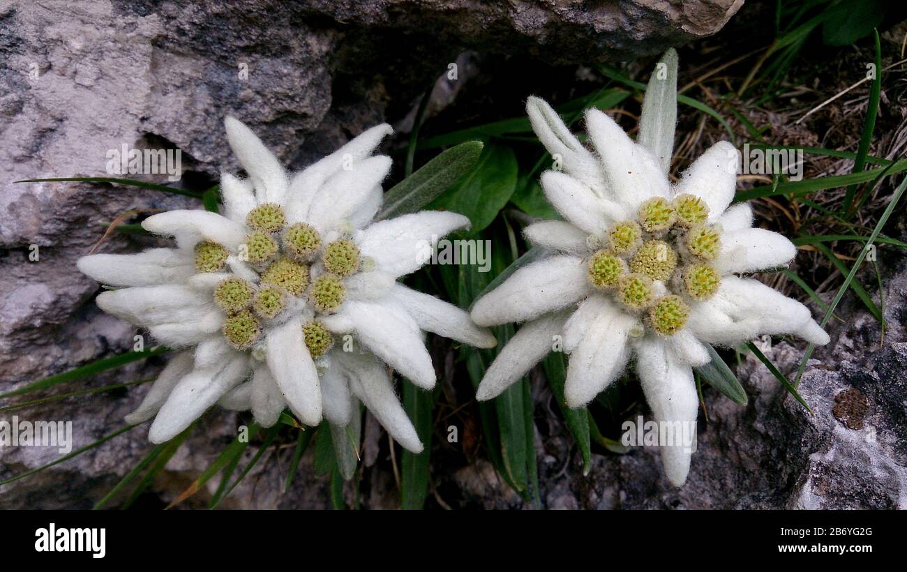 Edelweiss in montagna Foto Stock