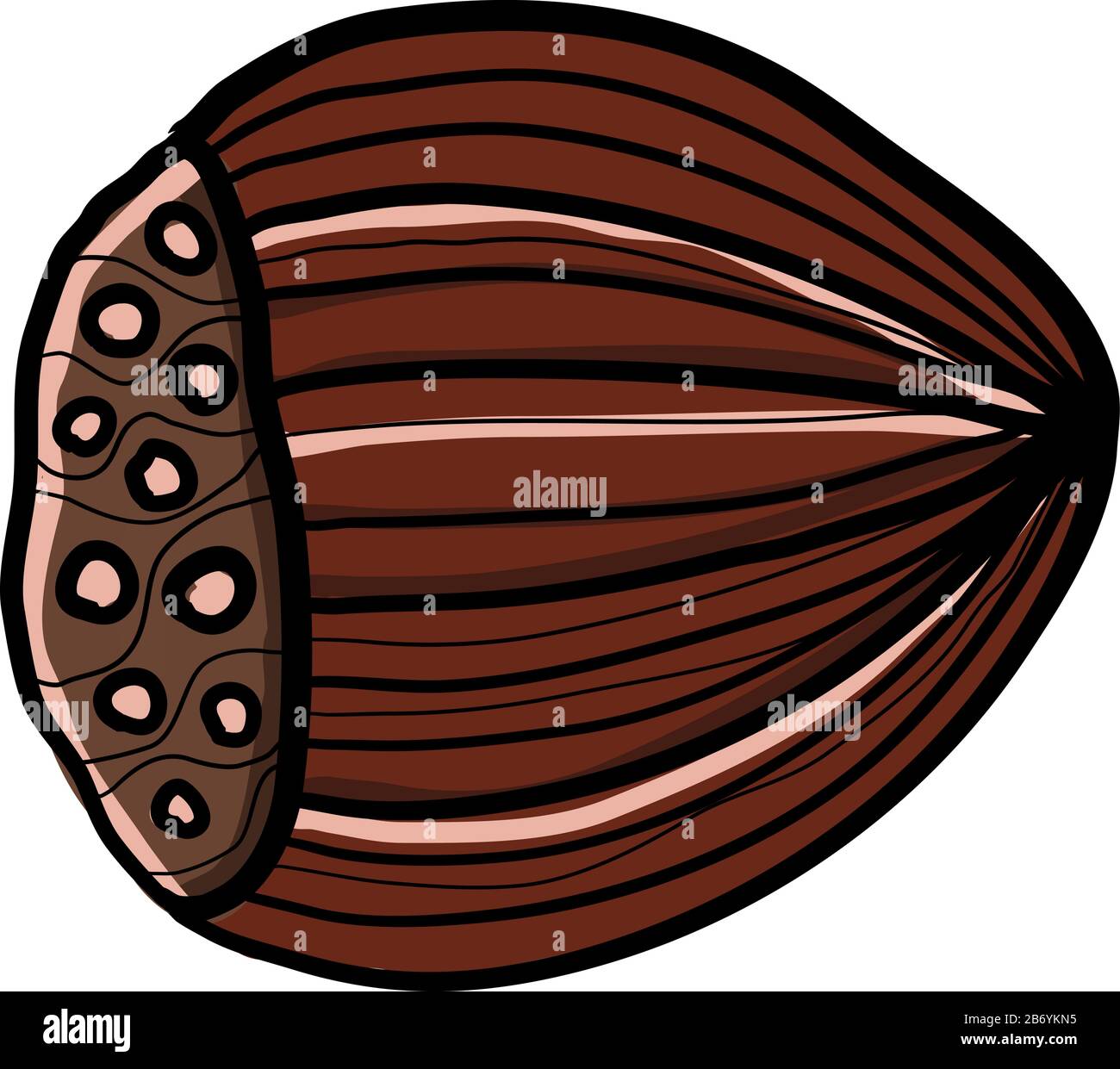 Grafica nocciola, illustrazione, vettore su sfondo bianco. Illustrazione Vettoriale