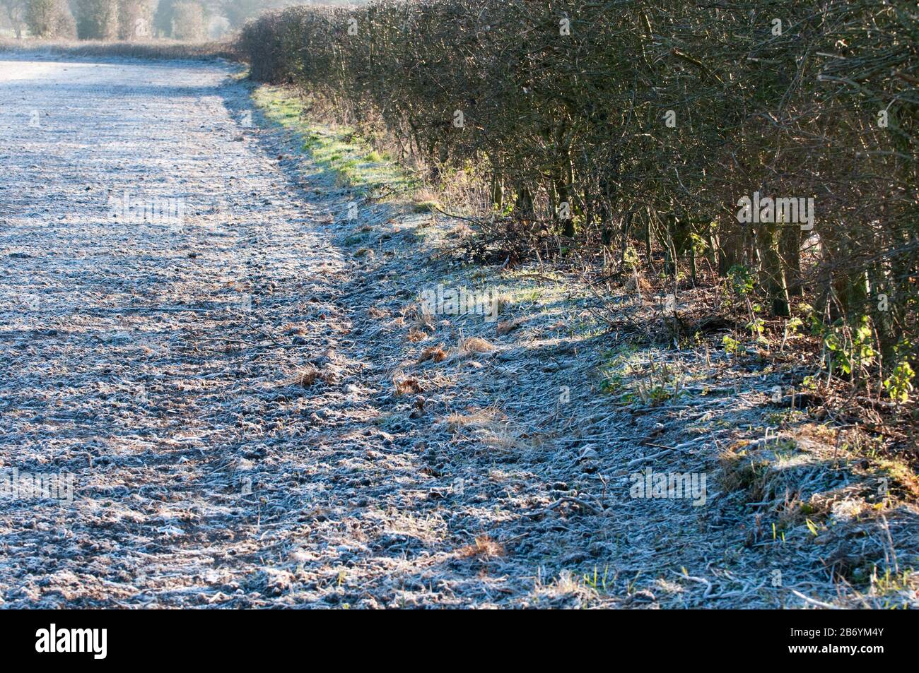 Campo coperto in terra gelo, hedgerow, giorno di sole Foto Stock