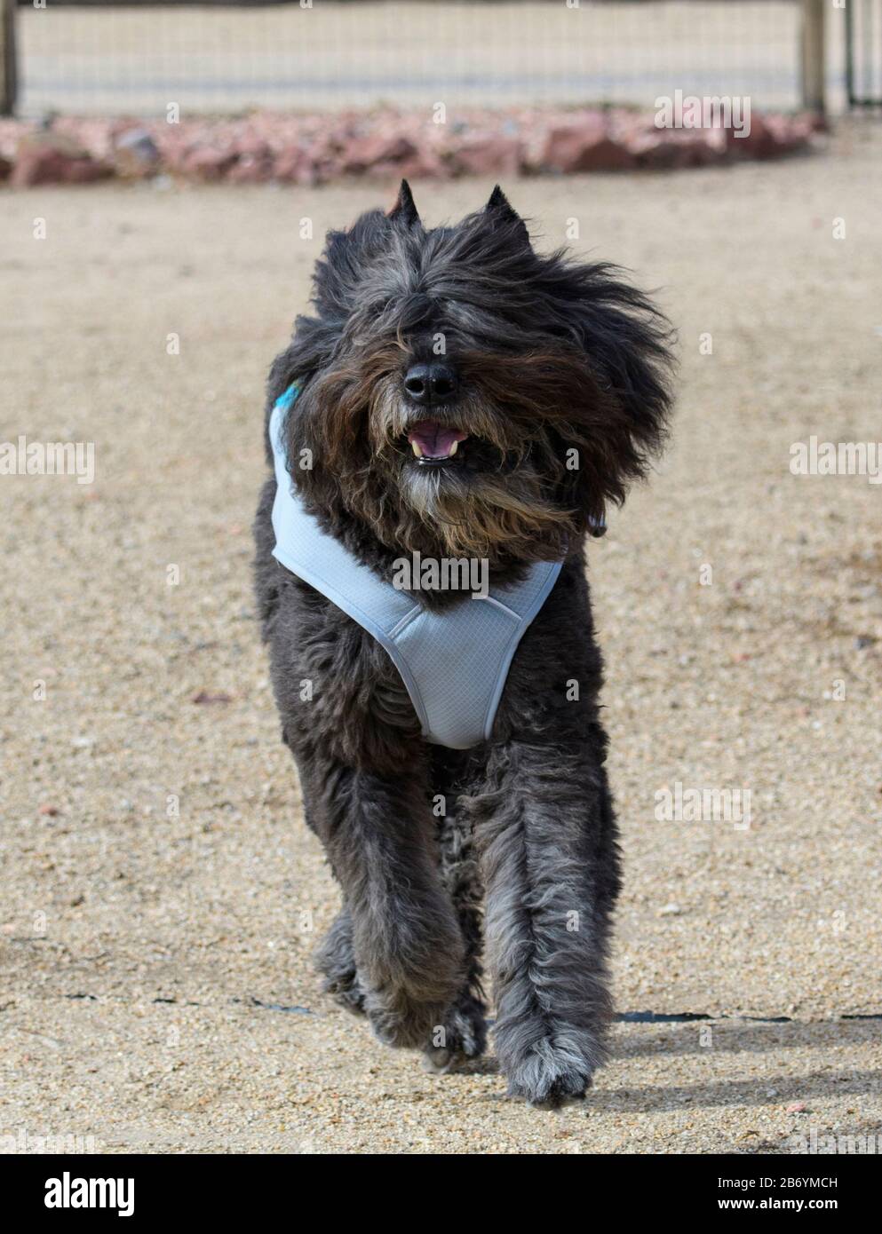 Bouvier in un cappotto blu fresco che corre nello sporco Foto Stock