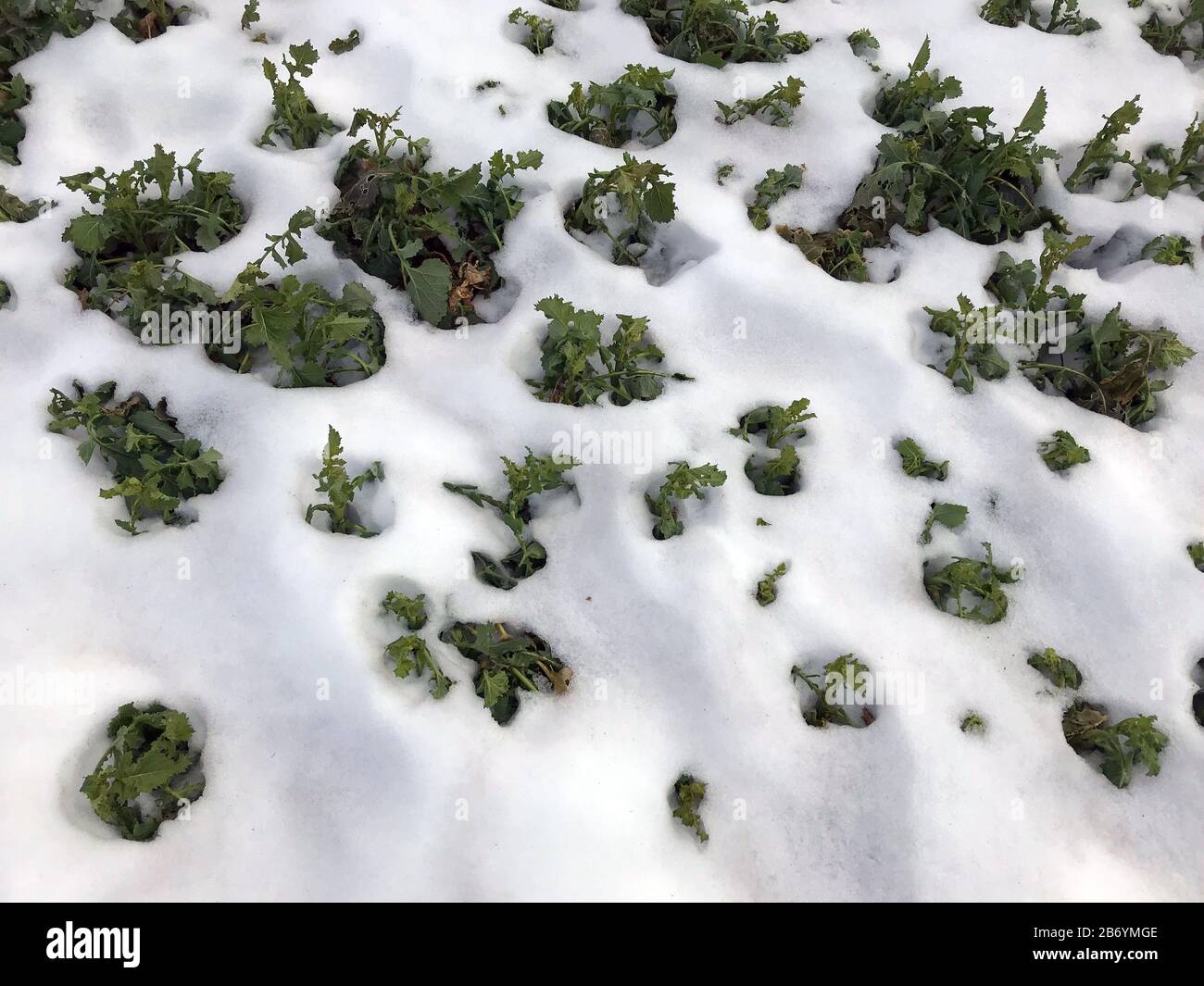 Vegetazione coperta di neve Foto Stock