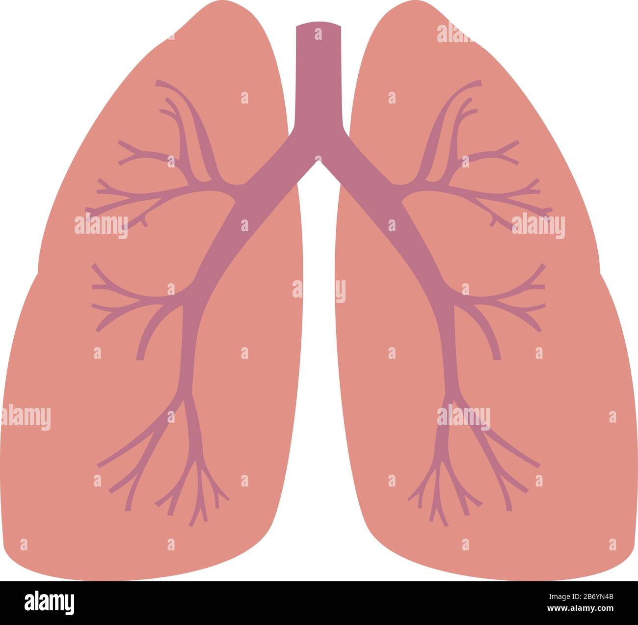 Polmoni umani, illustrazione, vettore su sfondo bianco. Illustrazione Vettoriale