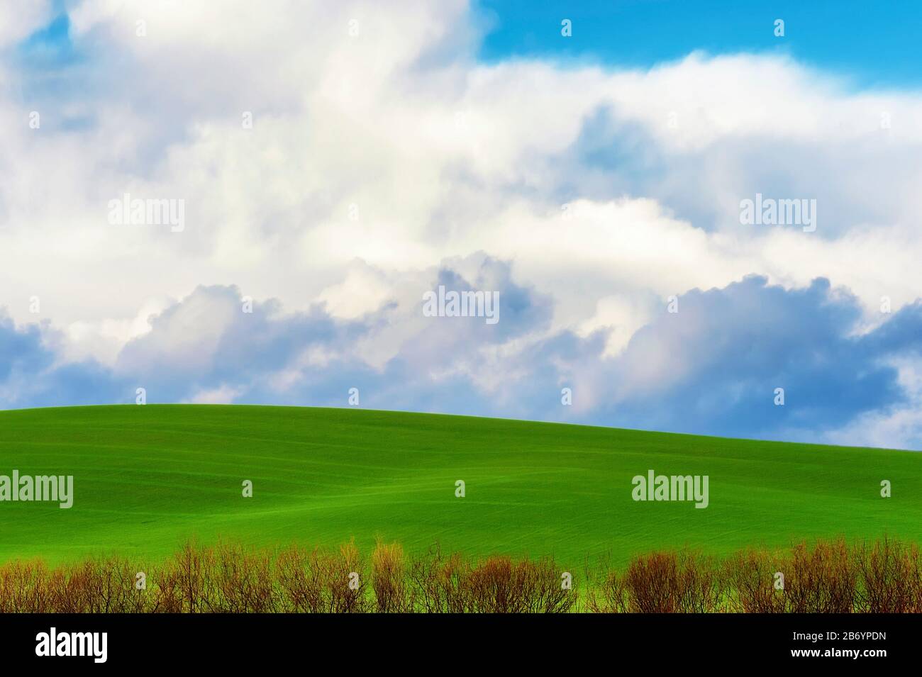 CopySpace è disponibile in questa immagine minimalista di campi agricoli verdi che si rotolano sotto il cielo nuvoloso. Cime di una linea di alberi, privo di foglie, è io Foto Stock