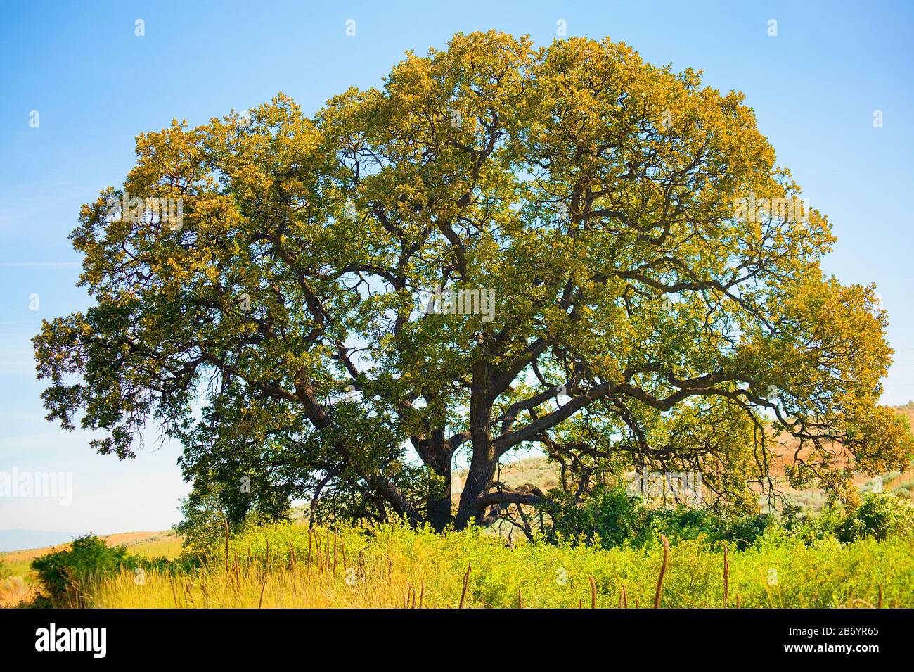 Garry Oak, noto anche come Oregon White Oak Tree, nell'Oregon centrale, vicino a Dufur. Foto Stock
