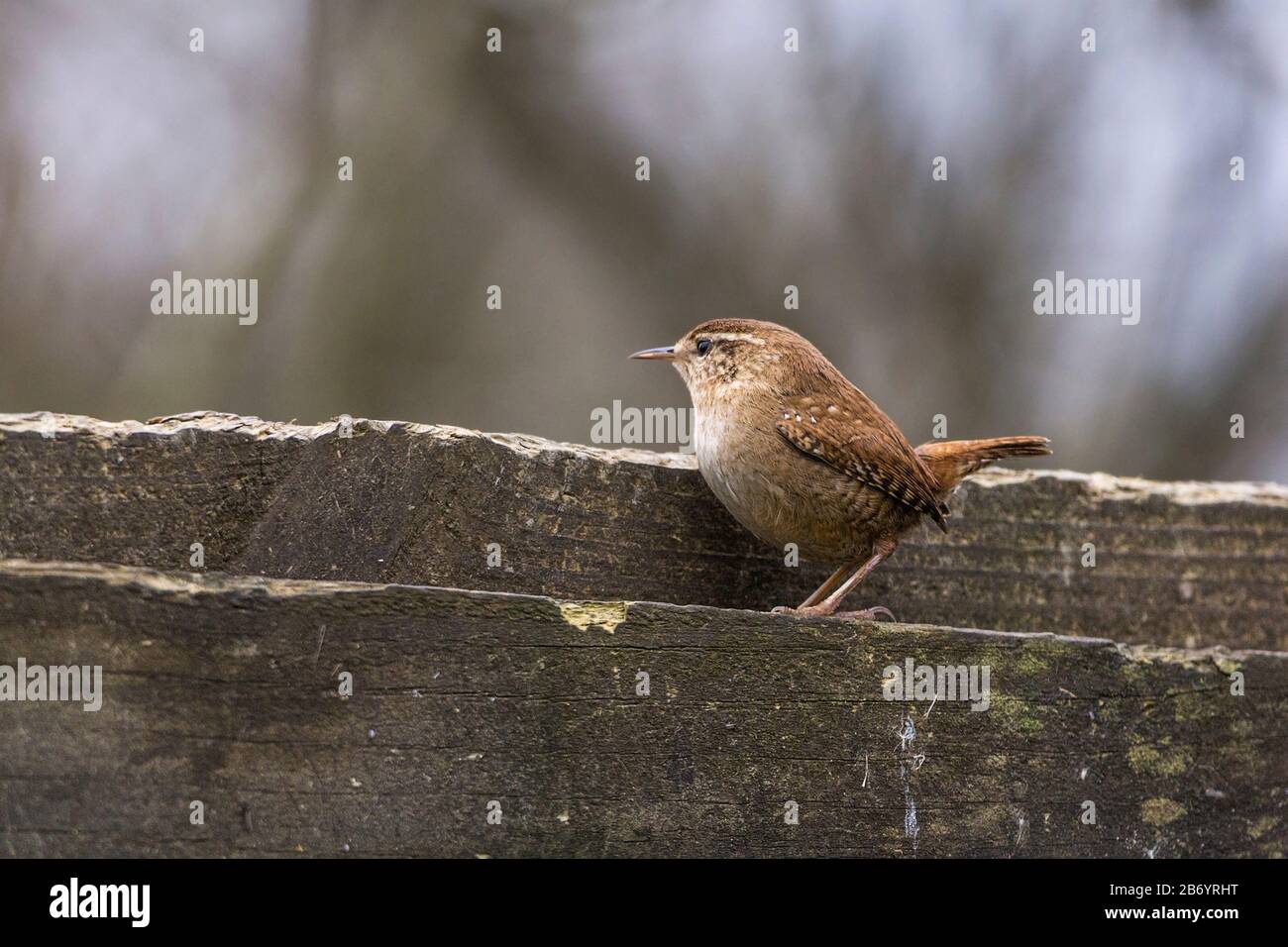 Wren (Troglodytes troglodytes) piccolo uccello marrone di castagno con coda corta a cazzo lunga sottile fattura e corpo rotondo striscia pallida sopra occhio e parte inferiore di buff Foto Stock