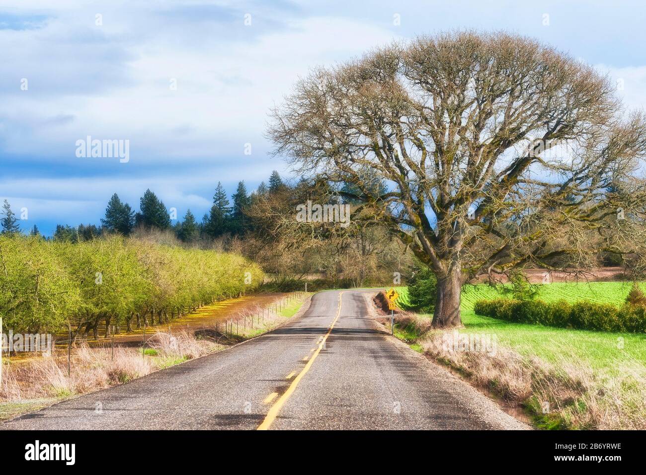La strada di campagna passa attraverso il terreno agricolo di campi, frutteti e un lone bianco di quercia. Foto Stock