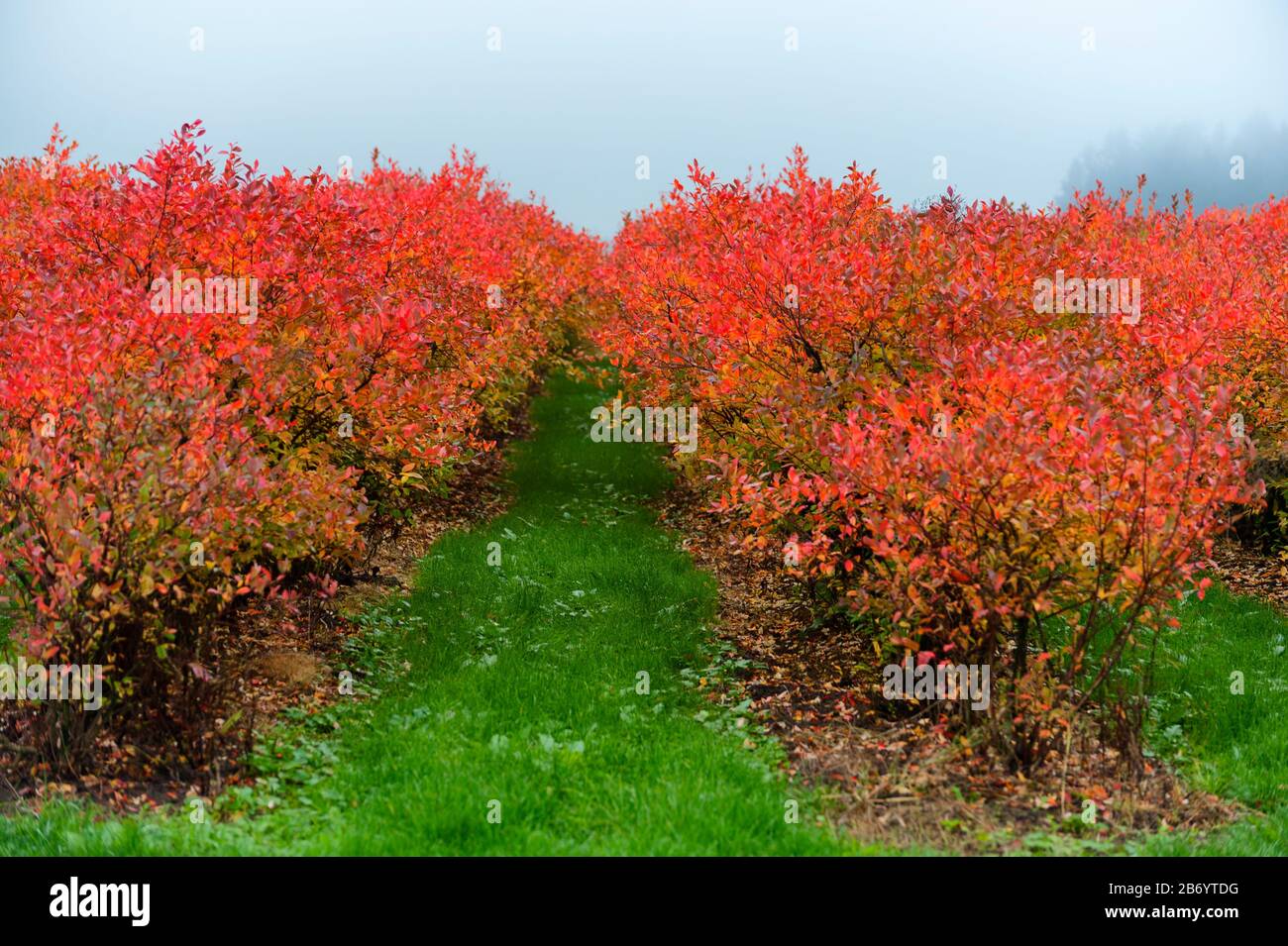 File di cespugli di mirtillo le loro foglie in colori autunnali colorati sotto i cieli nebbosi Foto Stock