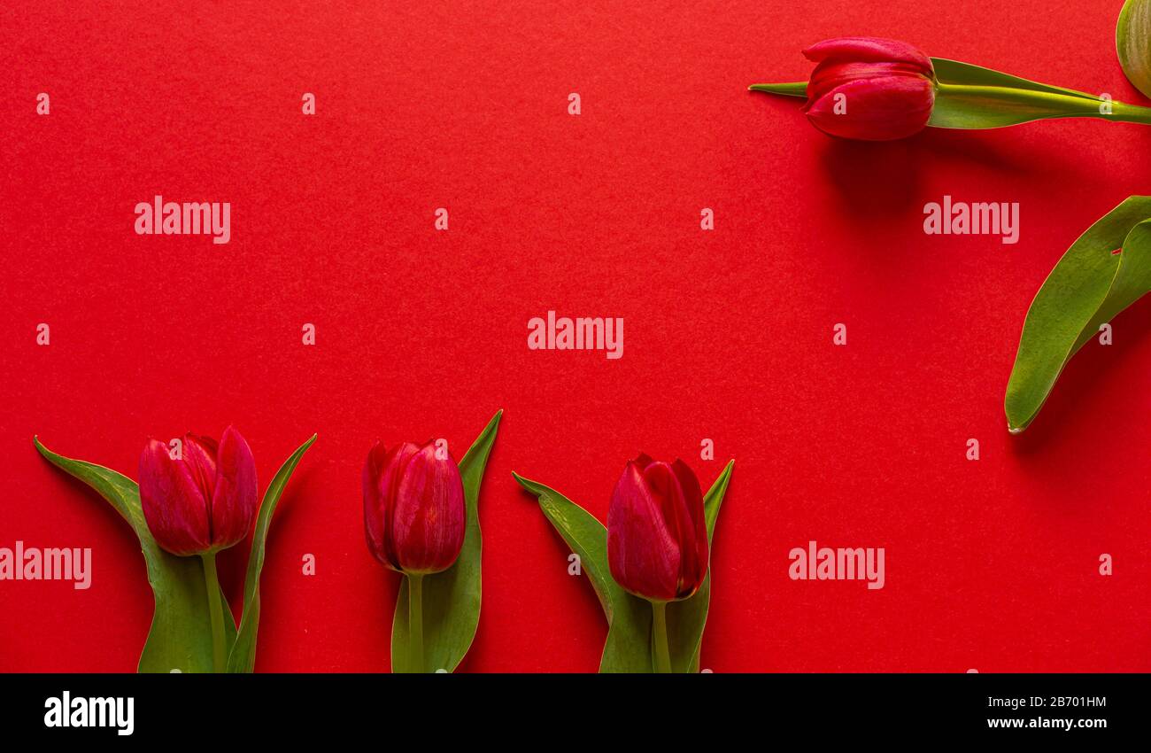 Tulipani belli e maturi. Fiori freschi. Petali rossi. Coltivazione olandese. Isolato dallo sfondo. Un regalo romantico. Soffio di primavera. Fine inverno. Spri Foto Stock