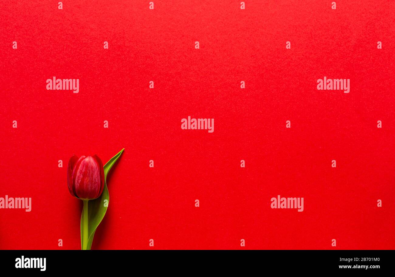 Tulipani belli e maturi. Fiori freschi. Petali rossi. Coltivazione olandese. Isolato dallo sfondo. Un regalo romantico. Soffio di primavera. Fine inverno. Spri Foto Stock