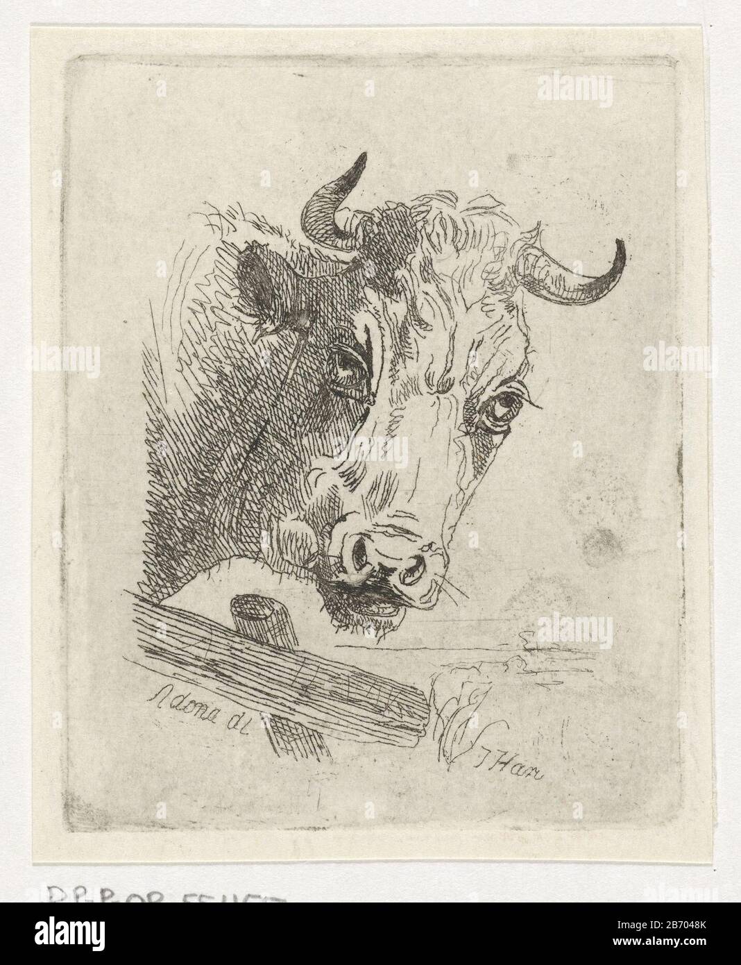 Koeienkop naar rechts cowgirl to right object type: Picture Item number: RP-P-OB-55.455 Iscrizioni / marchi: Collector's mark, vero, stampato: Lugt 2228 Produttore : stampatore John Hari (II) (edificio elencato) Fabbricazione Di Posti: Den Haag Datato: CA. 1822 - 1887 caratteristiche Fisiche: Materiale di attacco: Carta Tecnica: Dimensioni di attacco: Bordo della lastra: H 83 mm × 66 b mm Oggetto: Mucca Foto Stock