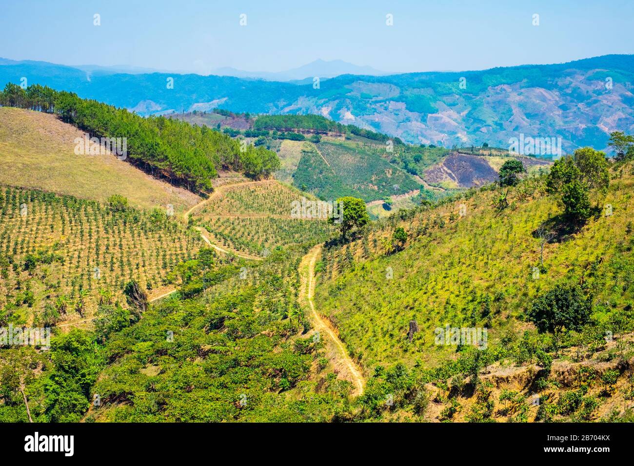 Piantagioni di caffè nelle Highlands Centrali, Lam ha Distretto, Provincia di Lam Dong, Vietnam Foto Stock