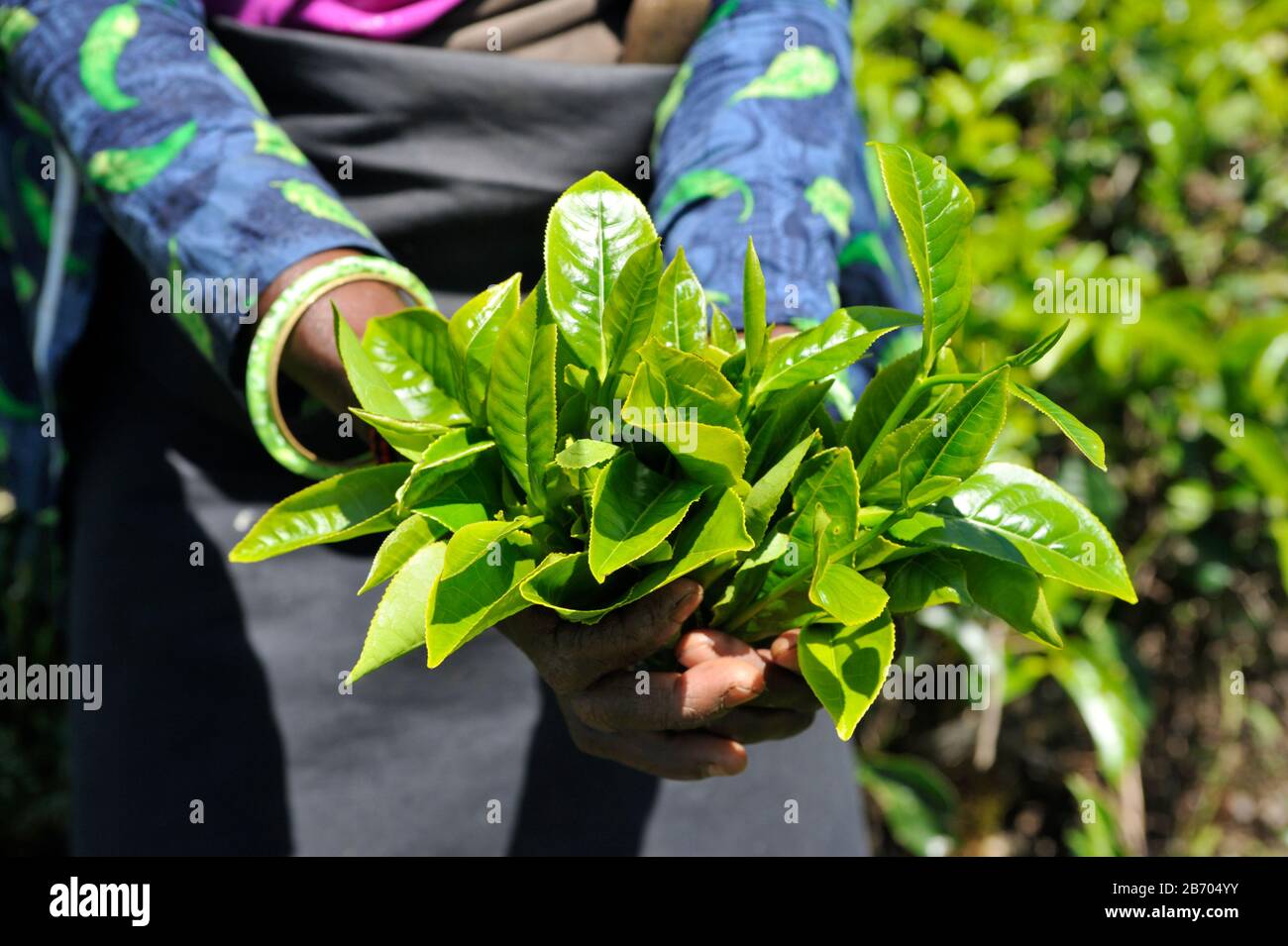 Sri Lanka, Nuwara Eliya, piantagione di tè, donna Tamil con foglie di tè in mano Foto Stock