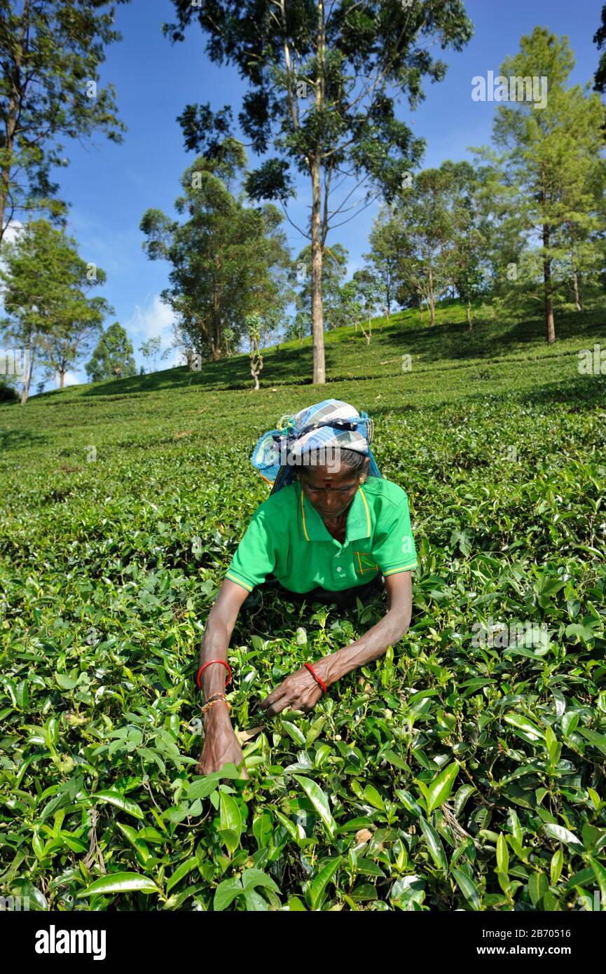 Sri Lanka, Nuwara Eliya, piantagione di tè, tamil donna plucking tè foglie Foto Stock