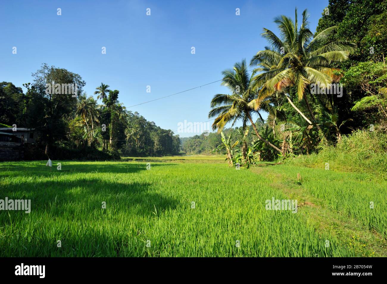Sri Lanka, Kandy, campo di riso e palme Foto Stock