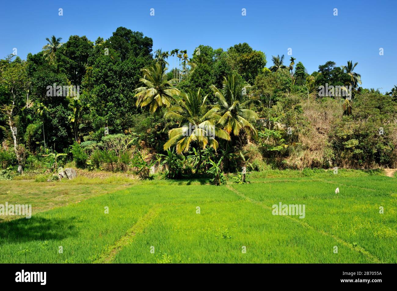 Sri Lanka, Kandy, campo di riso e palme Foto Stock