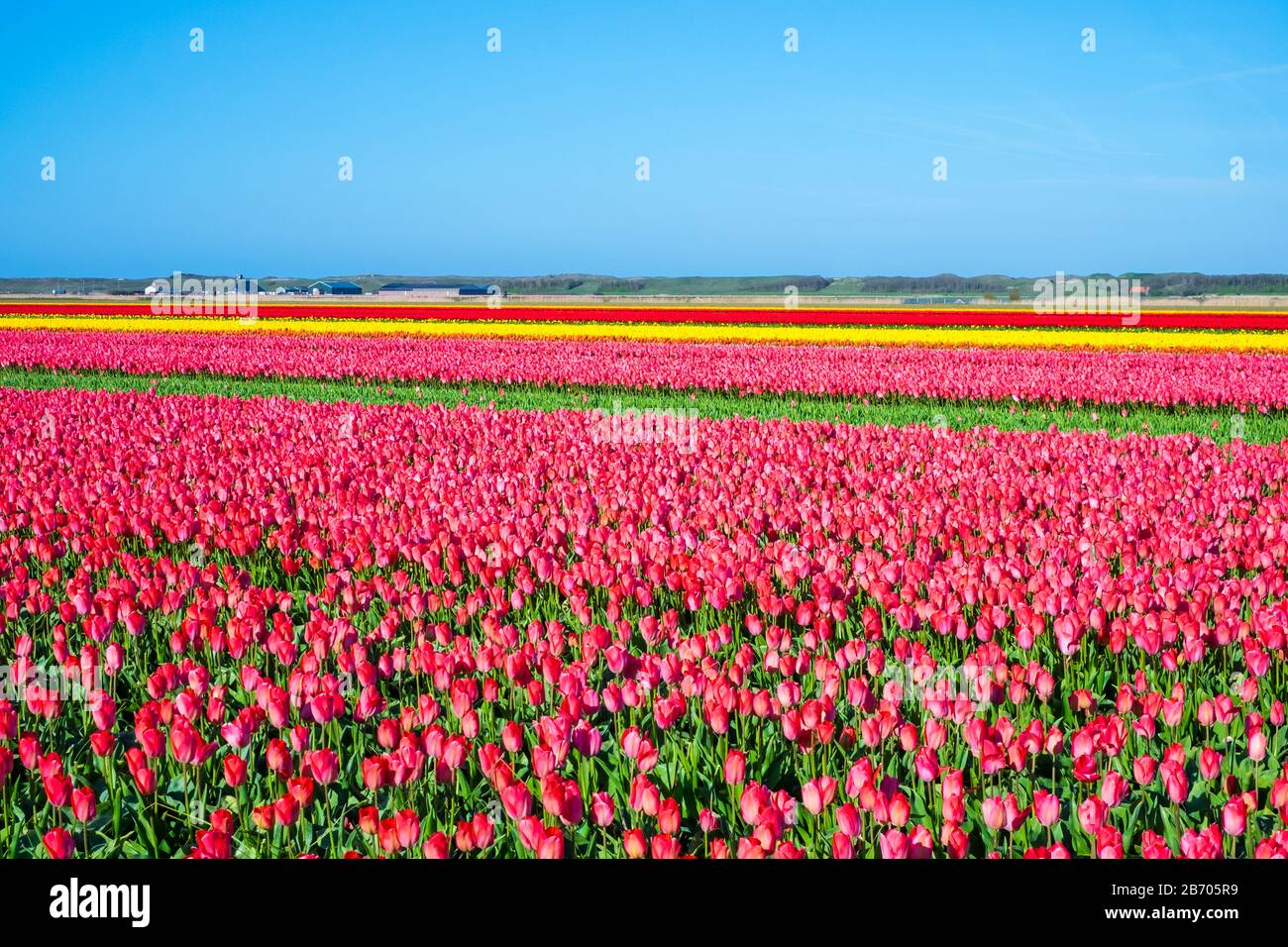 Paesi Bassi, North Holland, Den Helder. Righe di colorata fioritura tulipani in un campo della lampadina in primavera. Foto Stock