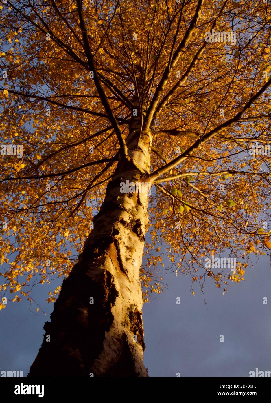 Guardando verso l'alto nella corona del Silver Birch, è un'impasse d'oro autunnale contro un cielo blu Foto Stock