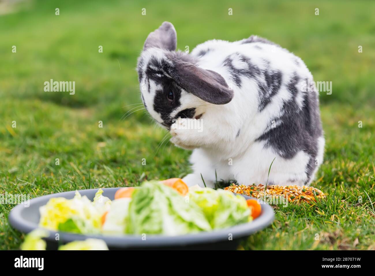 il coniglio di pet si siede davanti ad un piatto di alimentazione e si grooms con i piedi Foto Stock