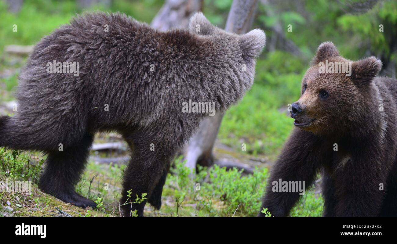 Cubs di orso bruno nella foresta estiva. Habitat naturale. Nome scientifico: Ursus arctos. Foto Stock