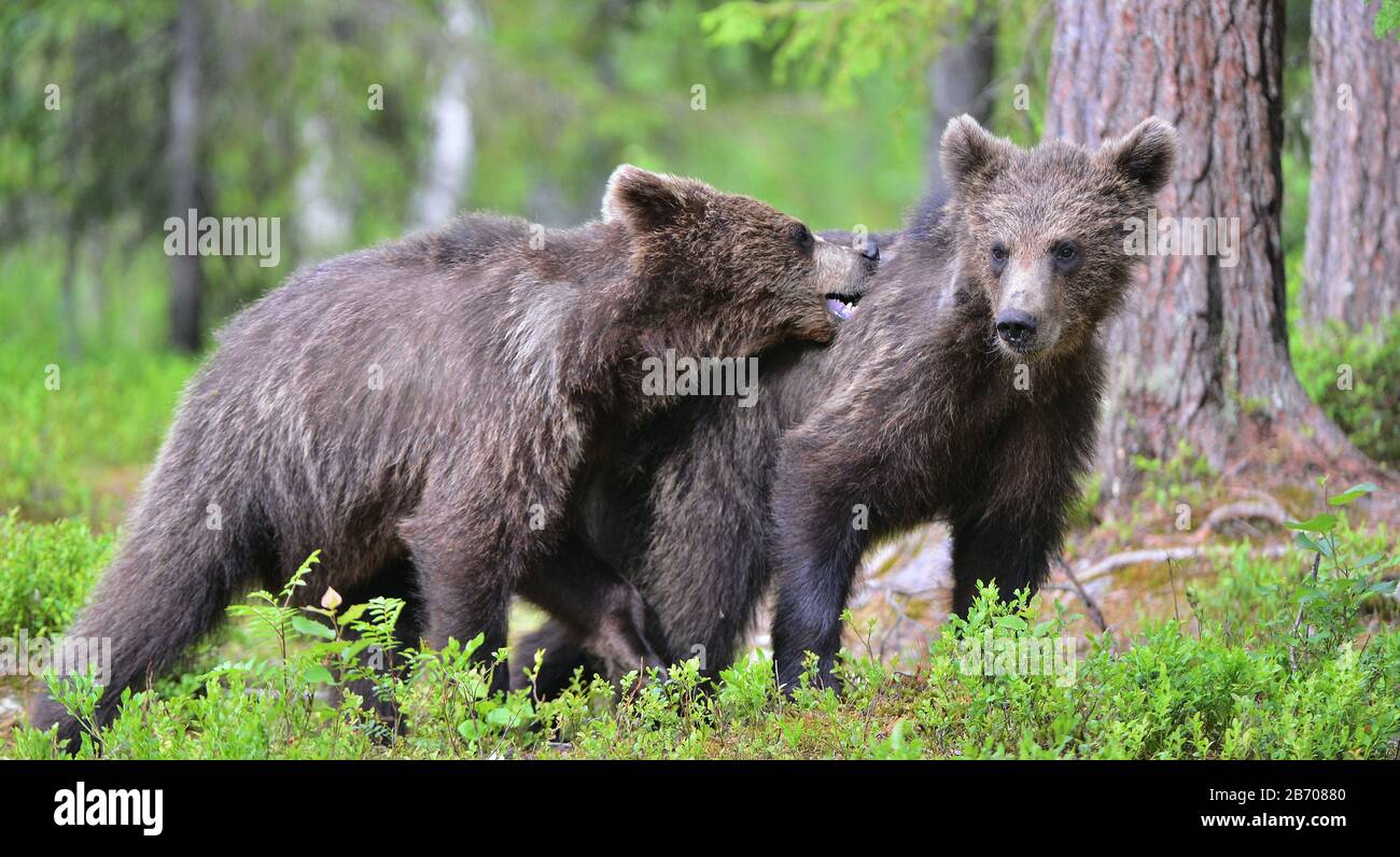 Cubs di orso bruno nella foresta estiva. Habitat naturale. Nome scientifico: Ursus arctos. Foto Stock