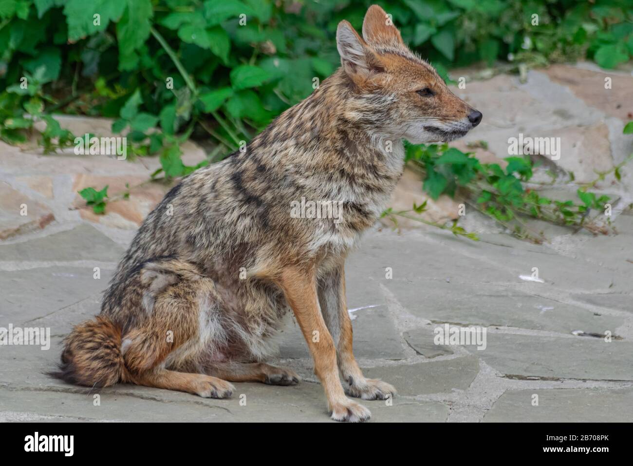 Golden Jackal (canis aureus), seduta su una superficie rocciosa Foto Stock