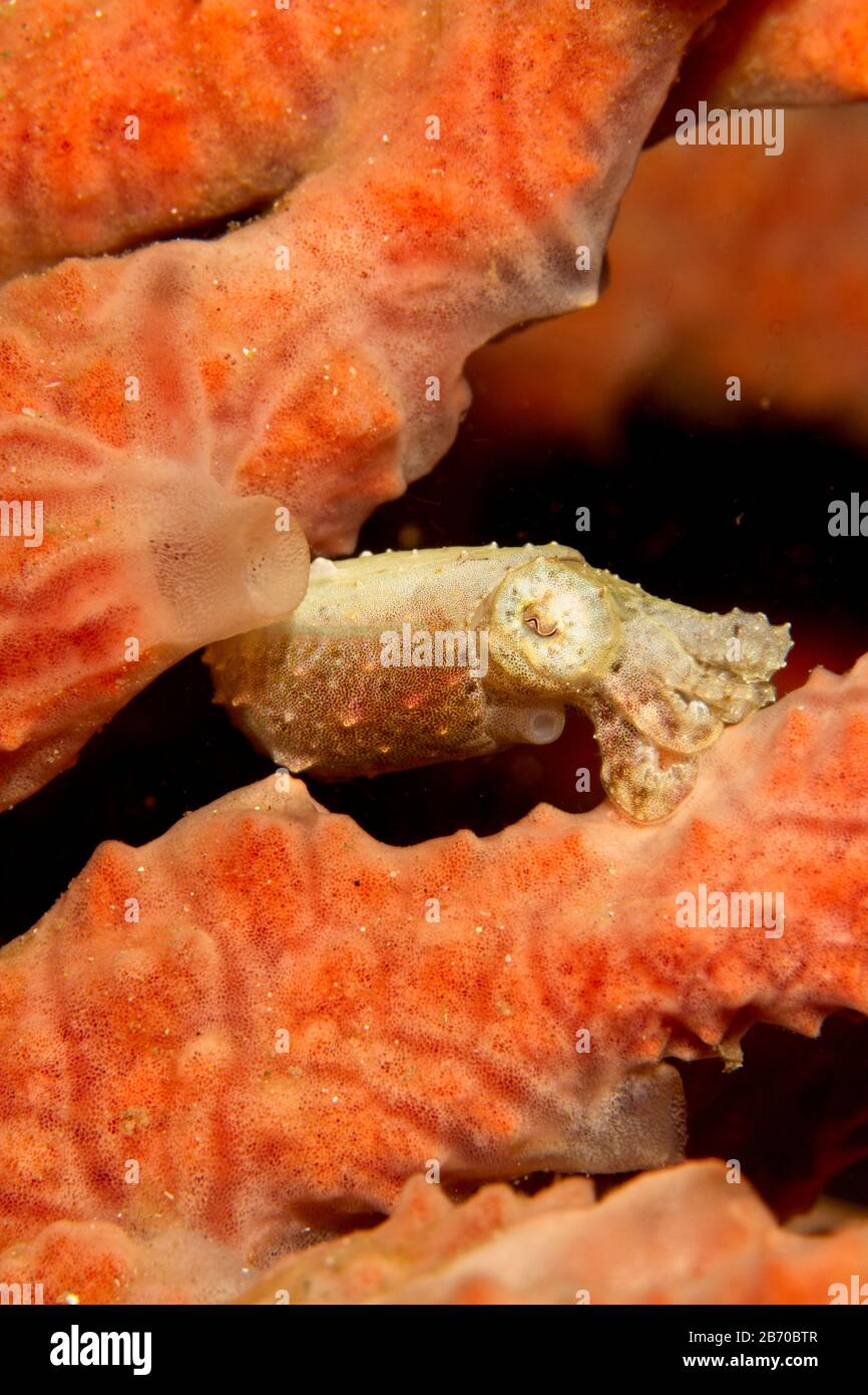Seppie (Seppia bandensis) che si nascondono dietro una spugna marina, lo stretto di Lembeh, Indonesia Foto Stock
