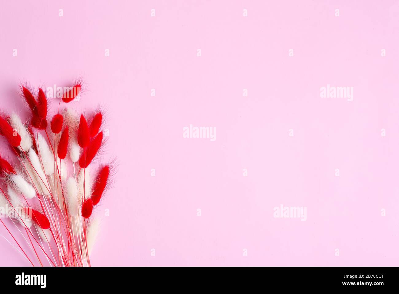 Carta di congratulazioni con fiori rossi e bianchi morbidi asciutti Lagurus Ovatus o Rabbit Tail Grass su sfondo rosa pastello, spazio copia. Foto Stock