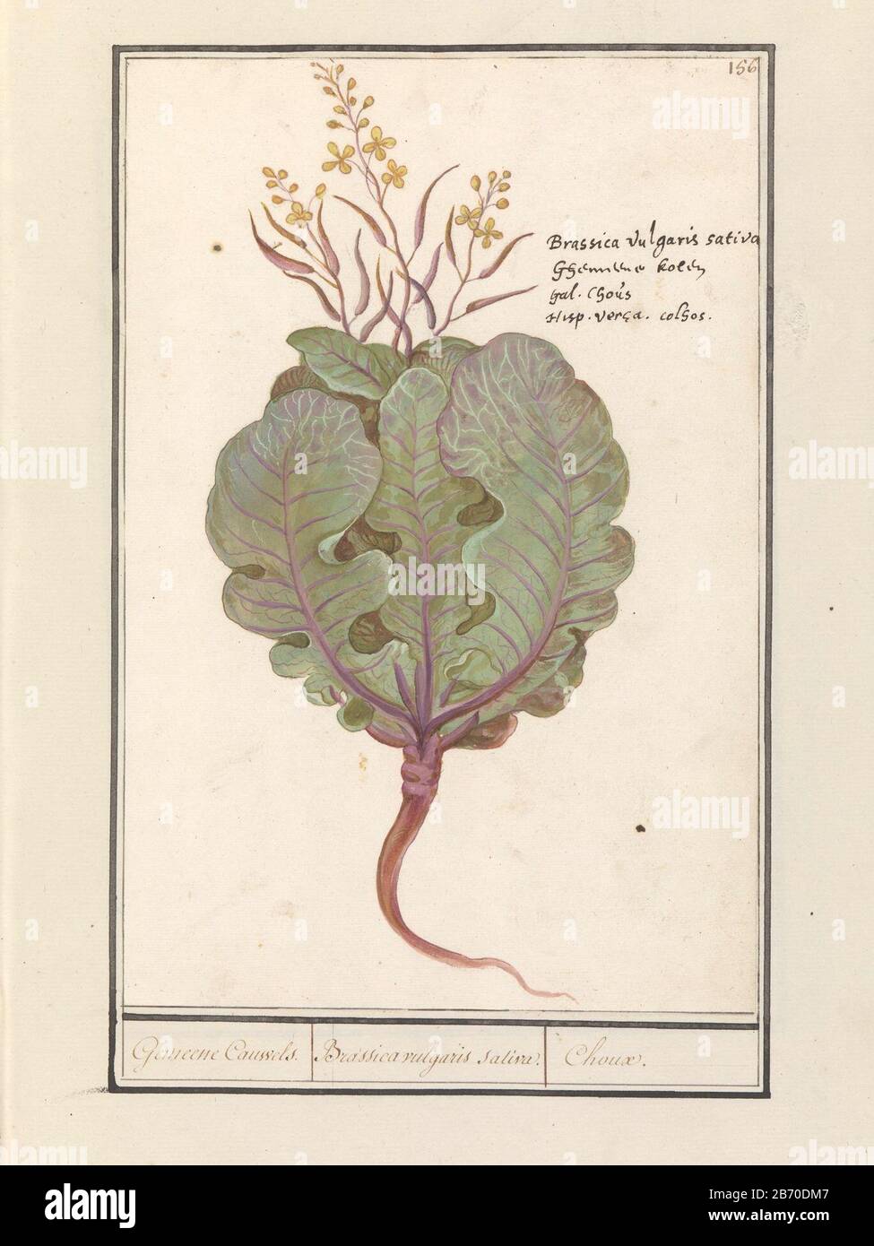 Kool (Brassica oleracea) Gemeene Cauwels Brassica vulgaris saliva Choux (titel op Object) Verde Viola (ornamentale) carbonio, trapelato. Superiore destro numerato 156. Destra il nome in quattro lingue. Parte del secondo album con disegni di fiori e piante. Nono di dodici album con disegni di animali, uccelli e piante sono noti circa 1600, realizzati per ordine dell'imperatore Rudolf II Con Note in olandese, latino e francese. Produttore : artista: Anselm Boëtius The Boodt artista: Elias Verhulst Luogo produzione: Artista: Praga artista: Delft Incontri: 1596 - 1610 Caratteristiche Fisiche: Pennello in acquerello e b Foto Stock